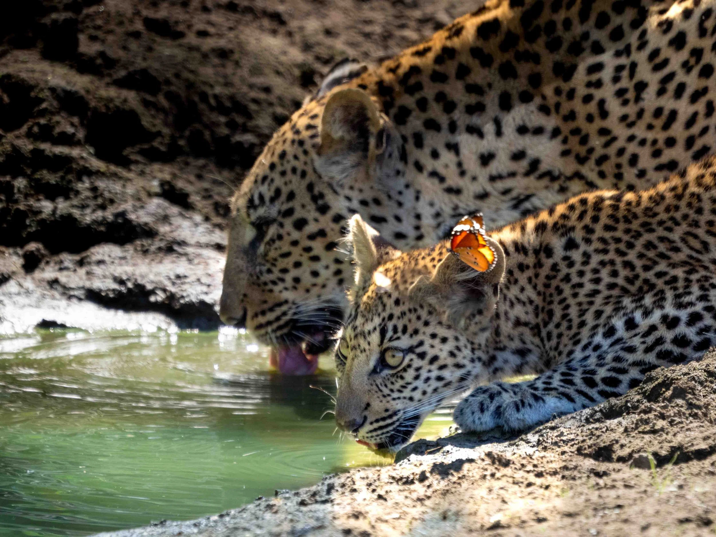 leopard cub with a butterfly on his ear
