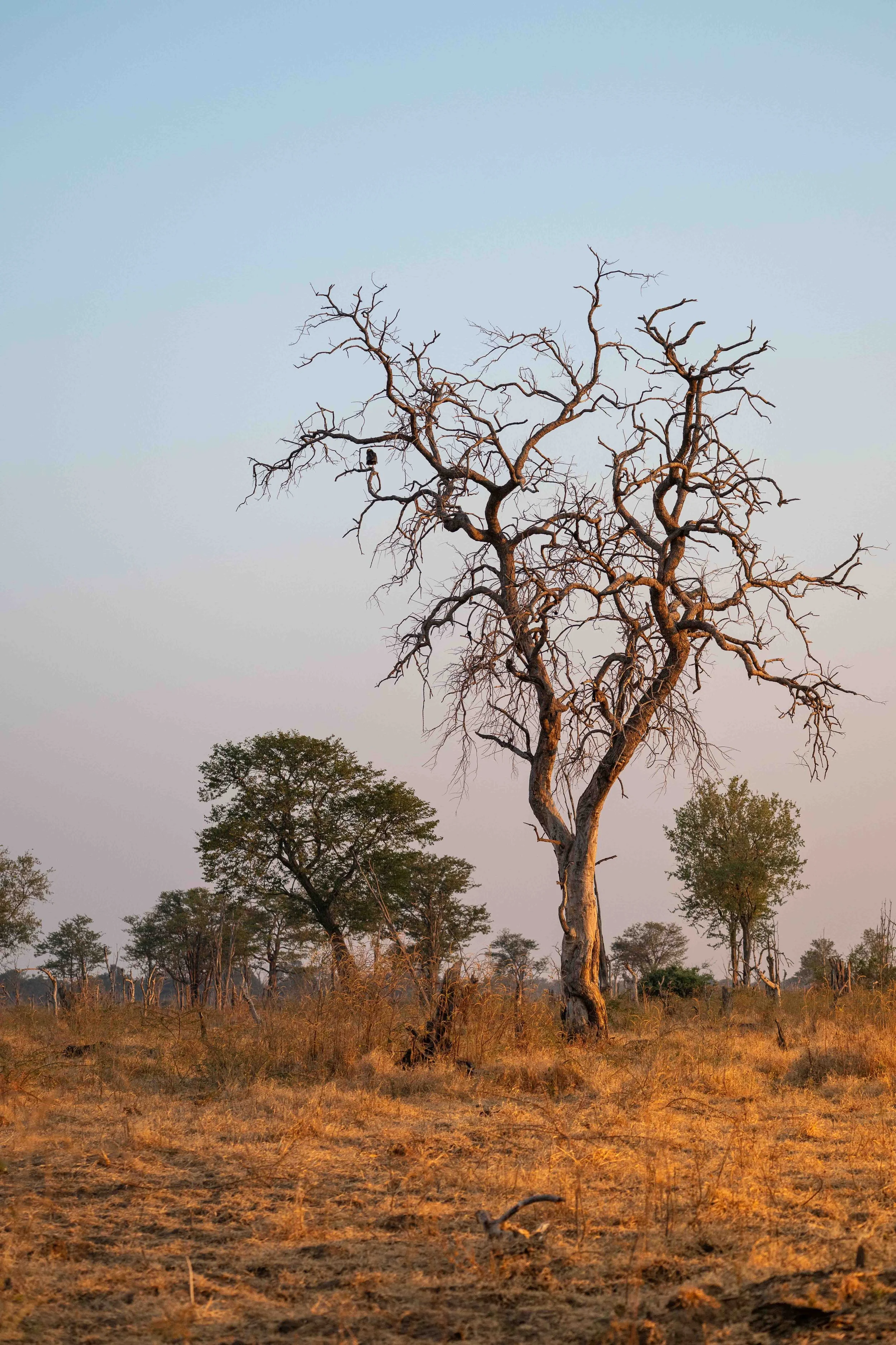 zambia - June 08 - IMG_00012.jpg