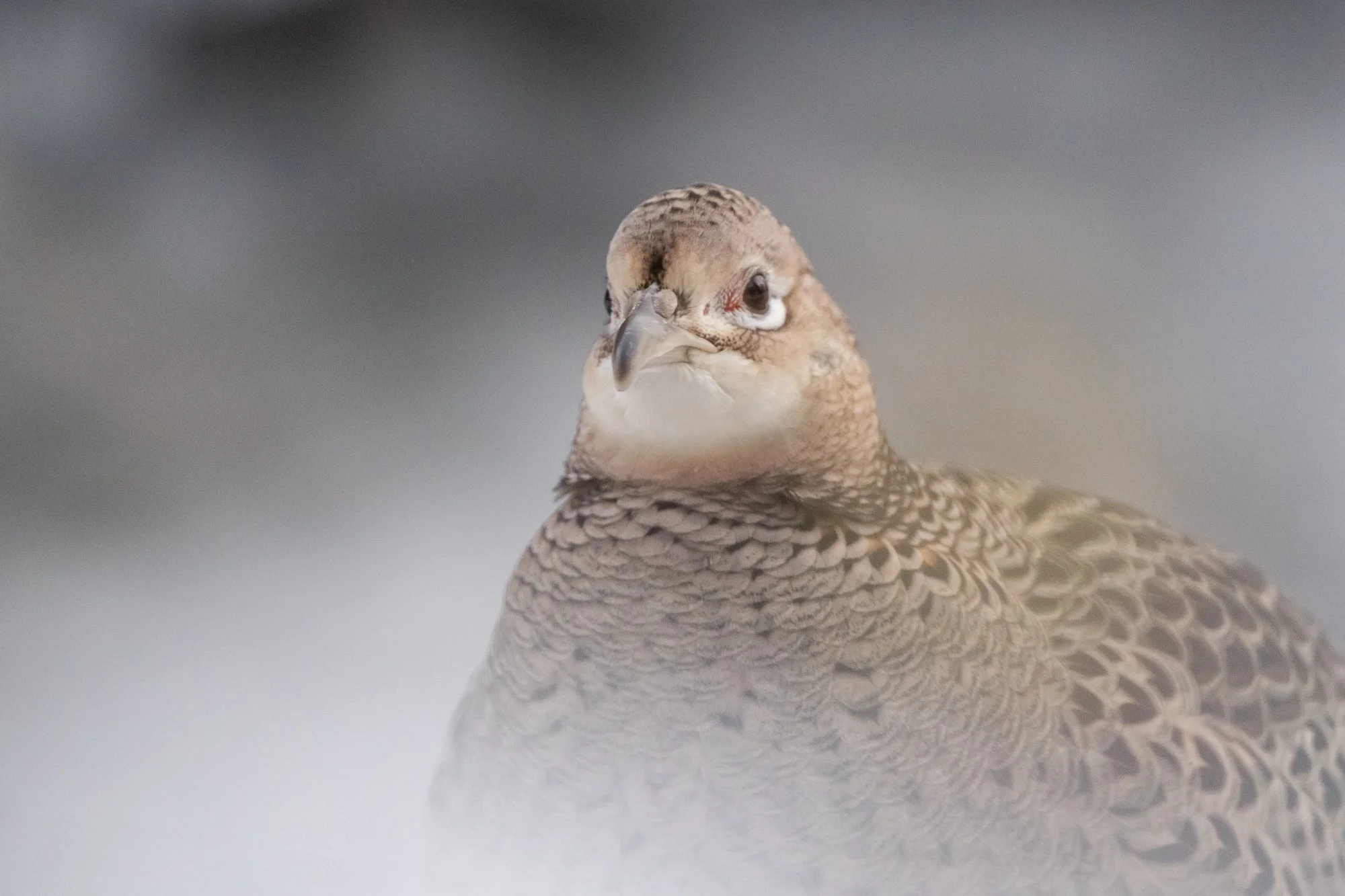 female ring necked pheasant peering at me through some bushes