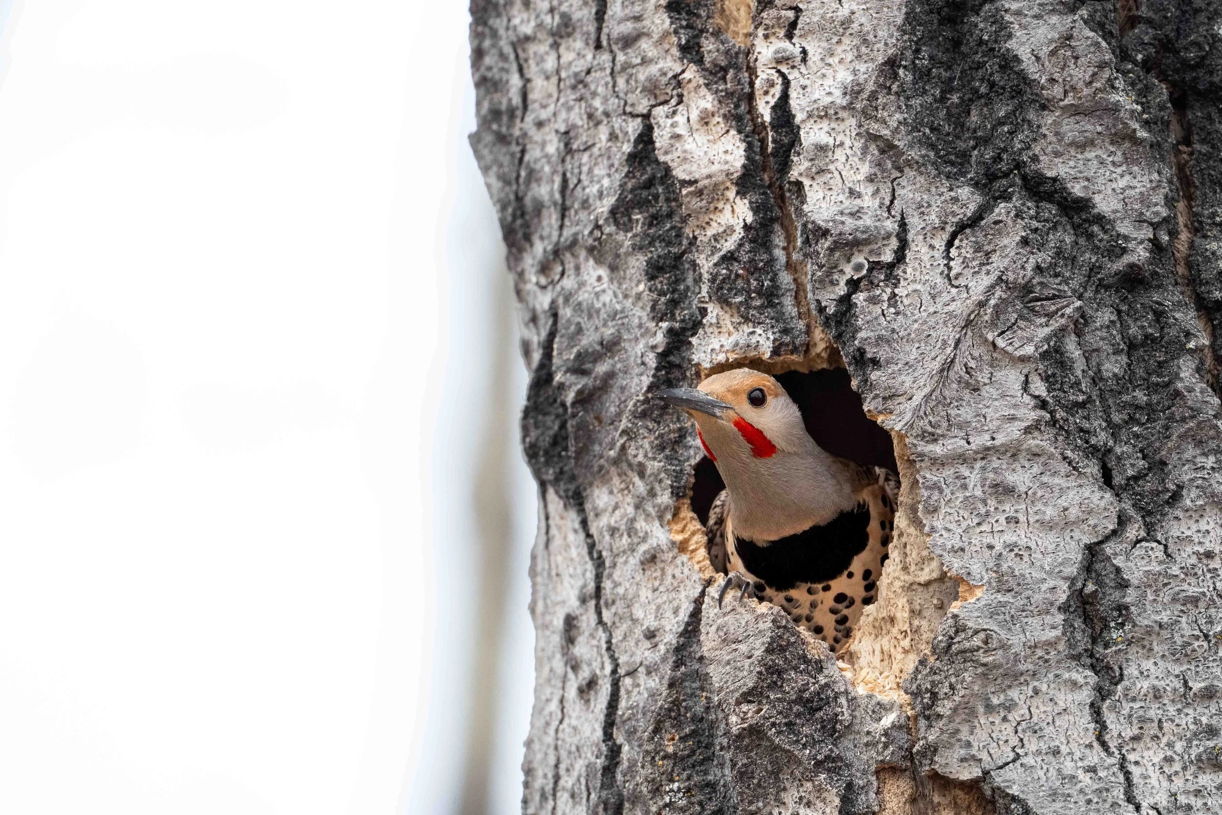 Northern Flicker peering out of a new nest