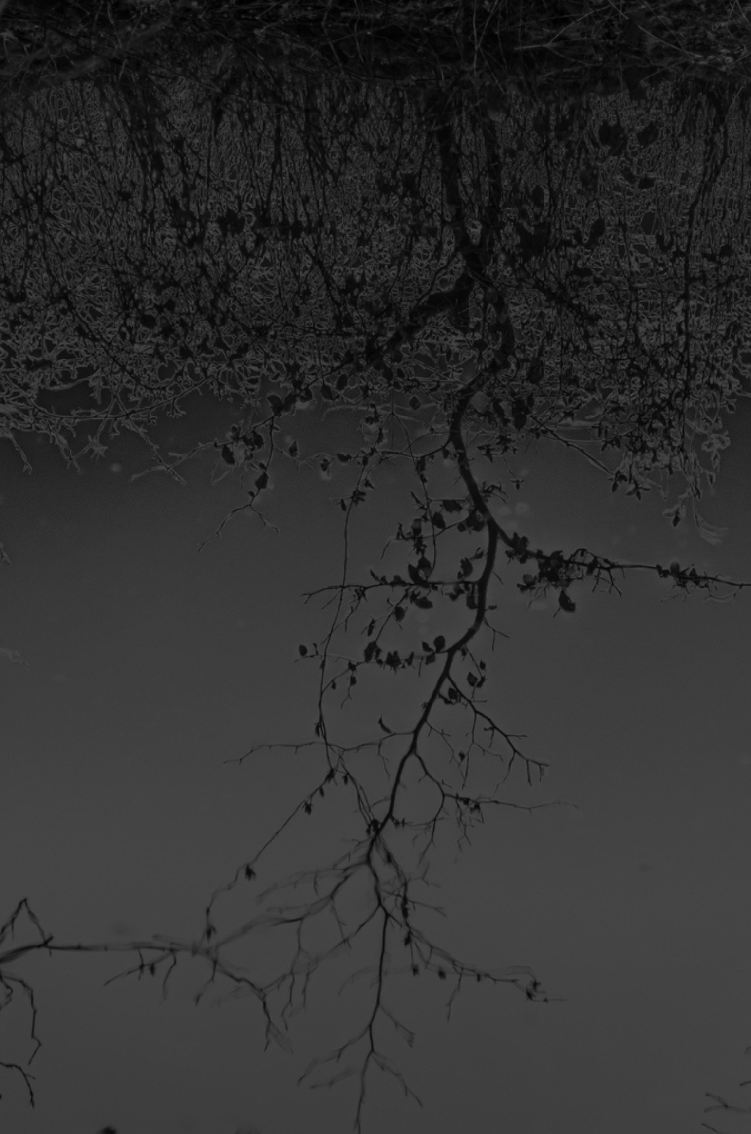 Screenshot 2024-09-18 at 12.53.43 PM.jpeg