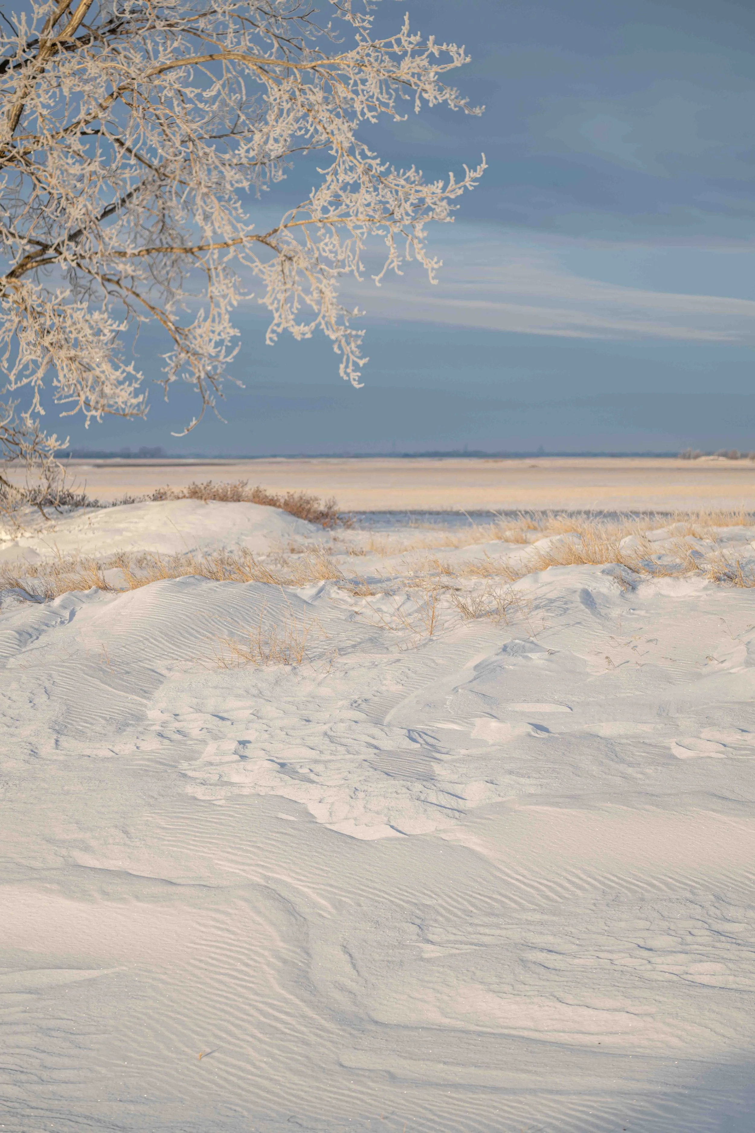 hoar frost on trees and snow drifts