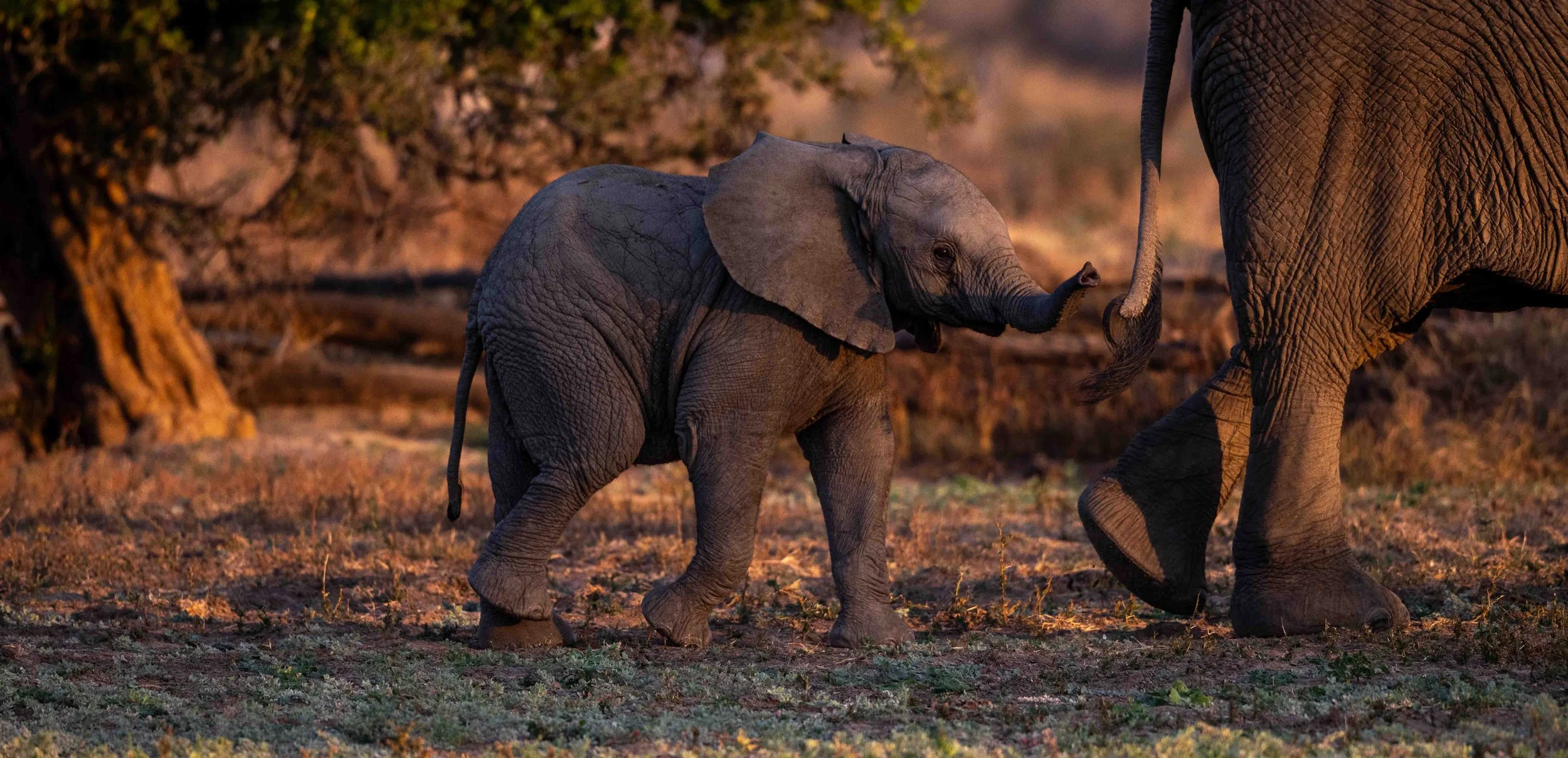 baby elephant following in mama's footsteps