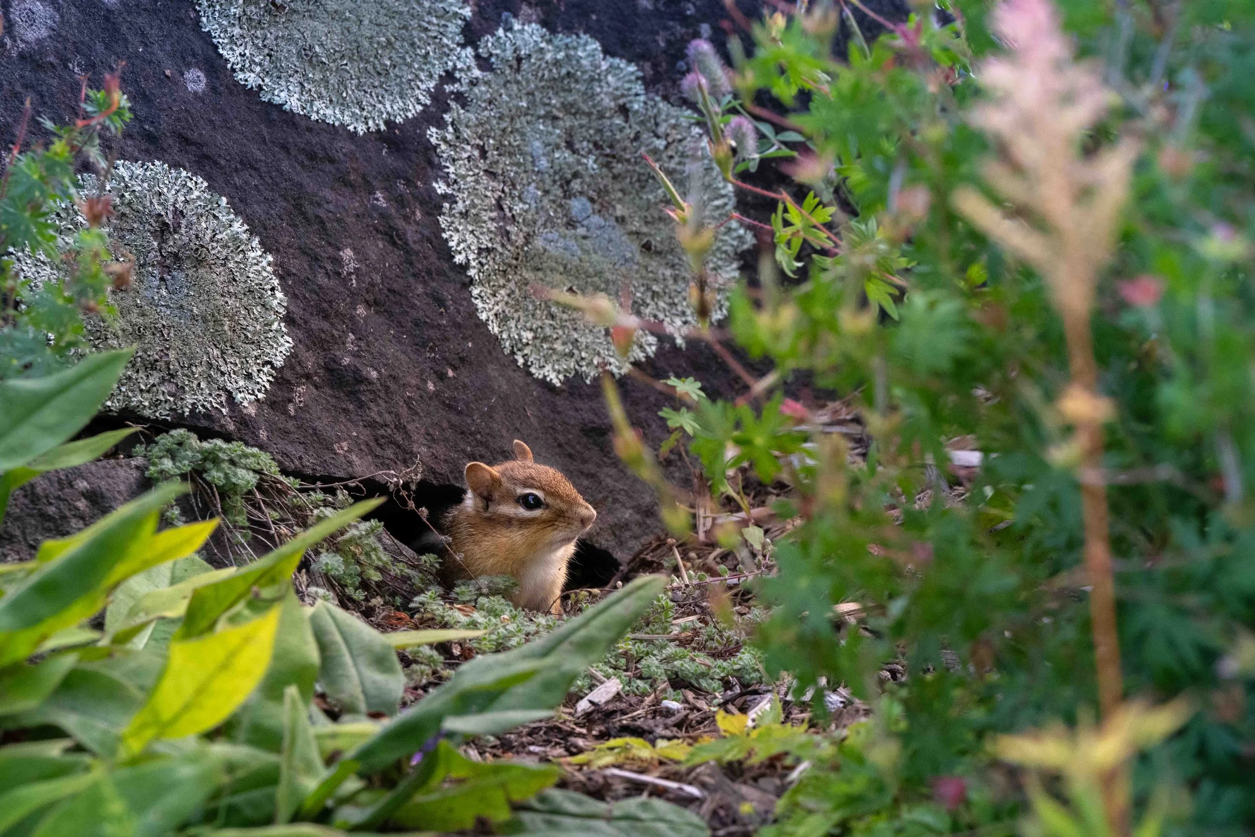 chipmunk in the gardens at Kingsbrae
