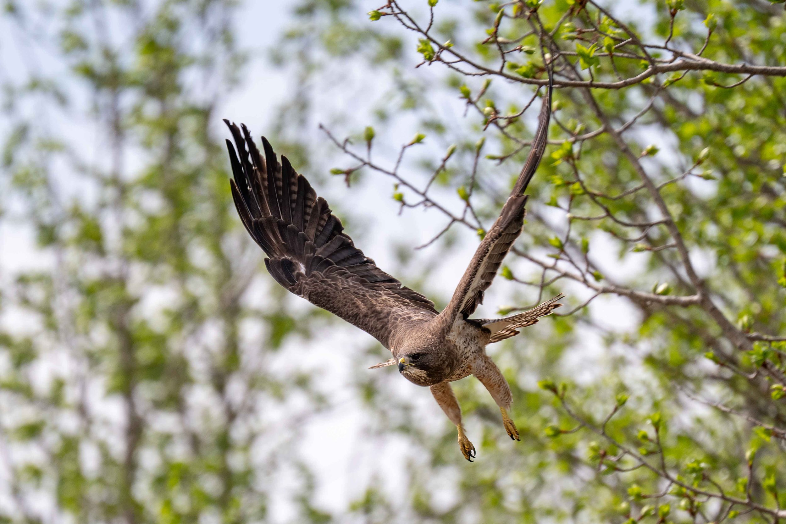 Dark morph Swainson Hawk in flight