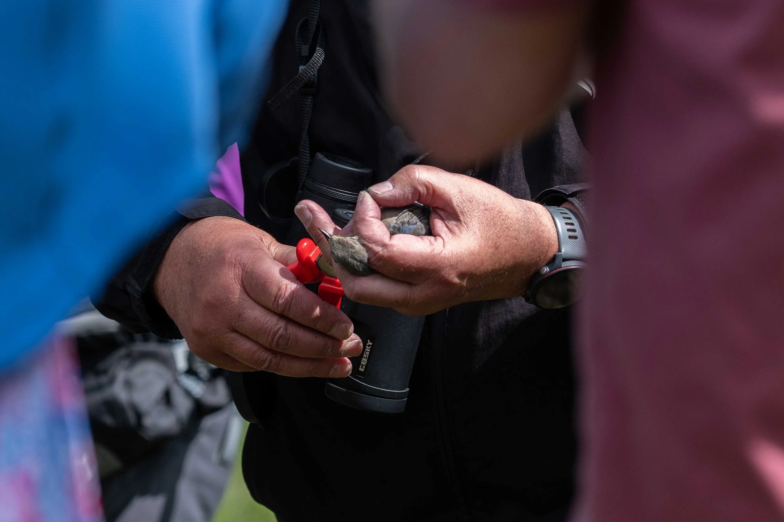 Banding a mountain bluebird.