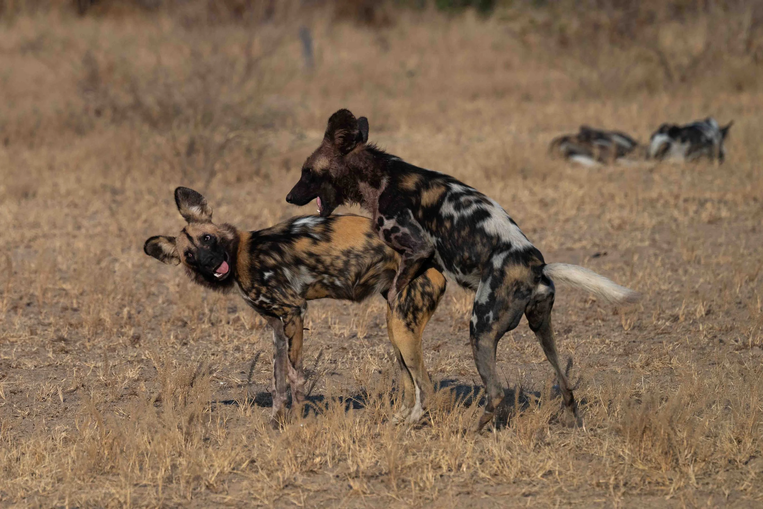 zambia - June 09 - IMG_00037.jpg