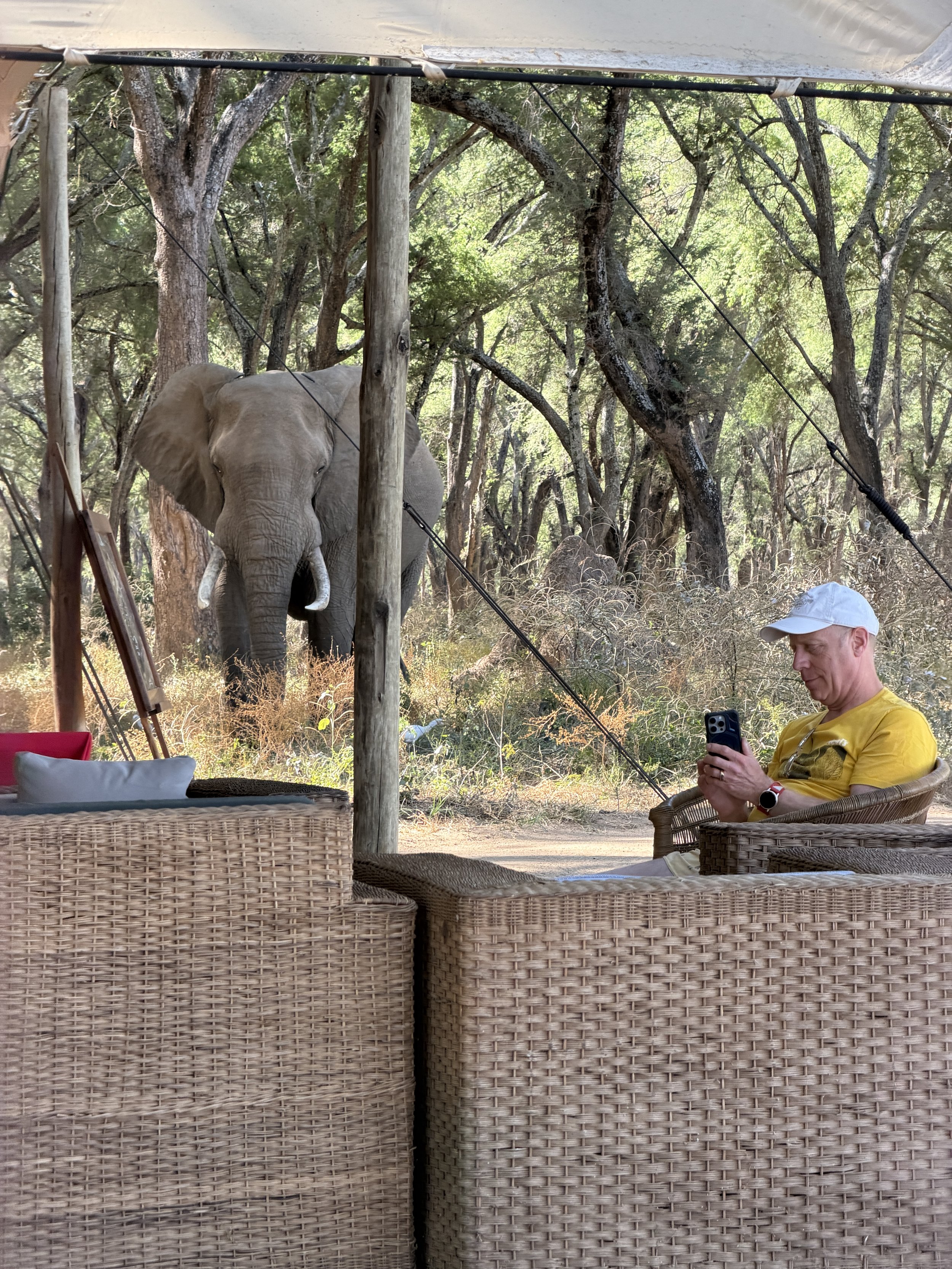 an elephant wandering through camp at Kutali