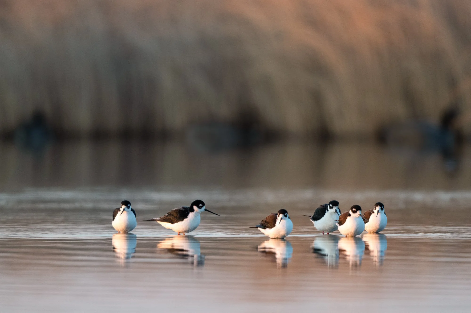 Black neck stilts in a marsh in early morning light.