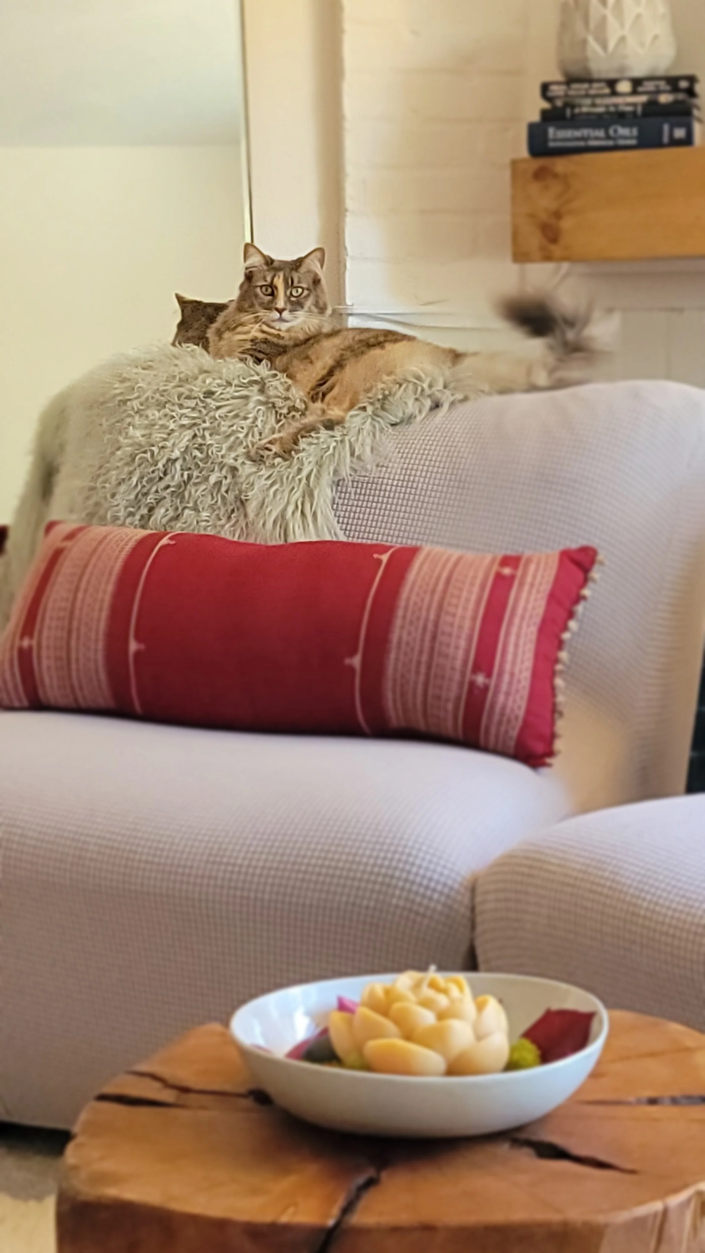 On-site cat