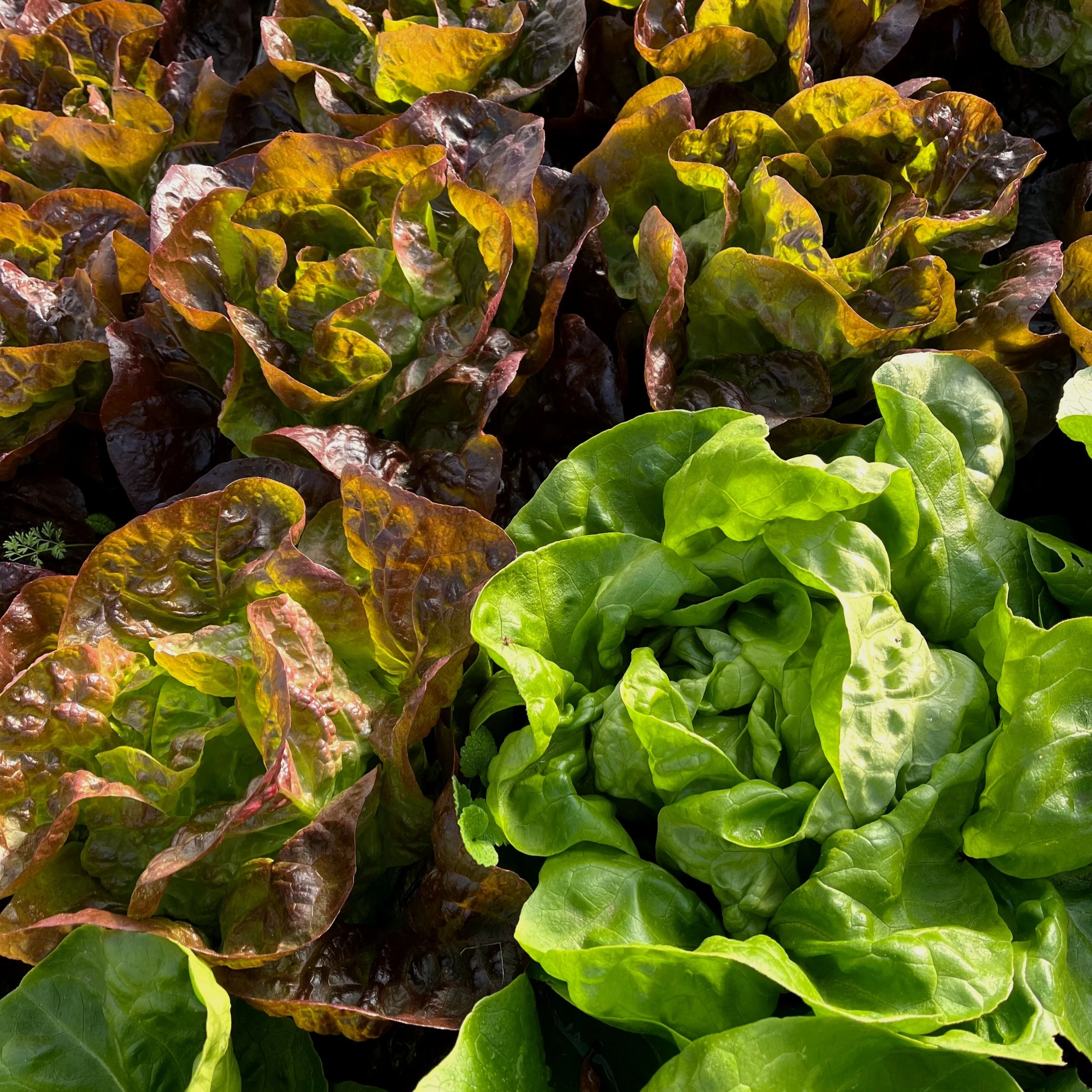 Blue Ridge Farmer Collective