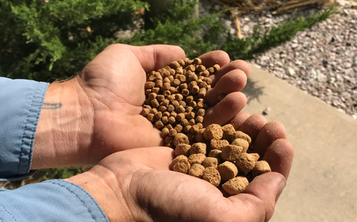 Feeding fish pellets in different sizes serves a few important purposes.png