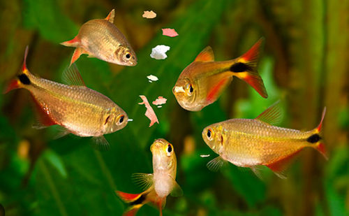 Feeding your fish over a weekend (1).png