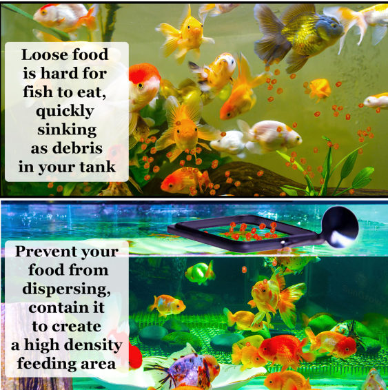 Is+it+better+to+feed+fish+in+the+same+spot+or+all+over.png