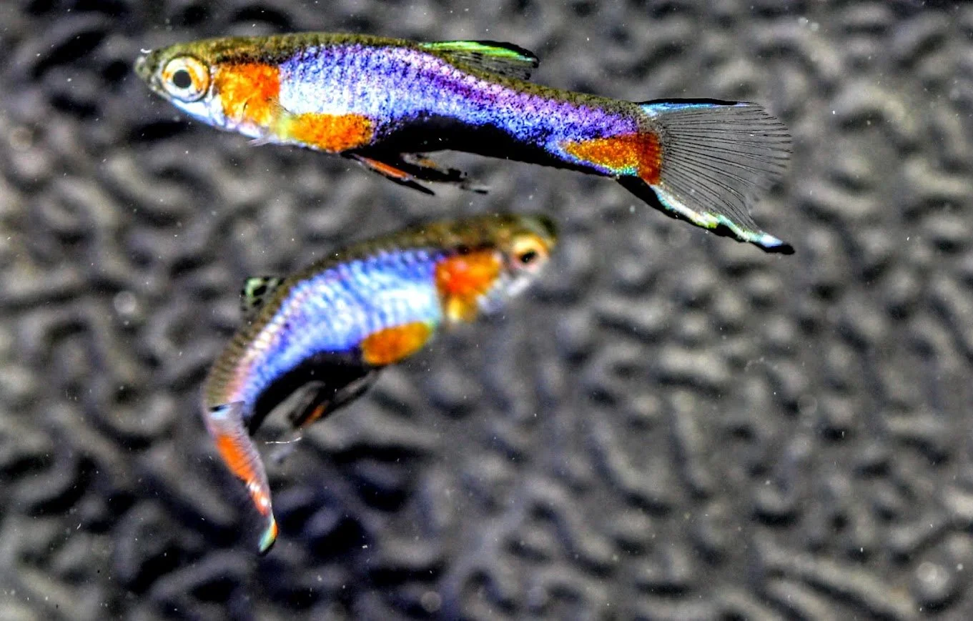 Front page option 4.JPG