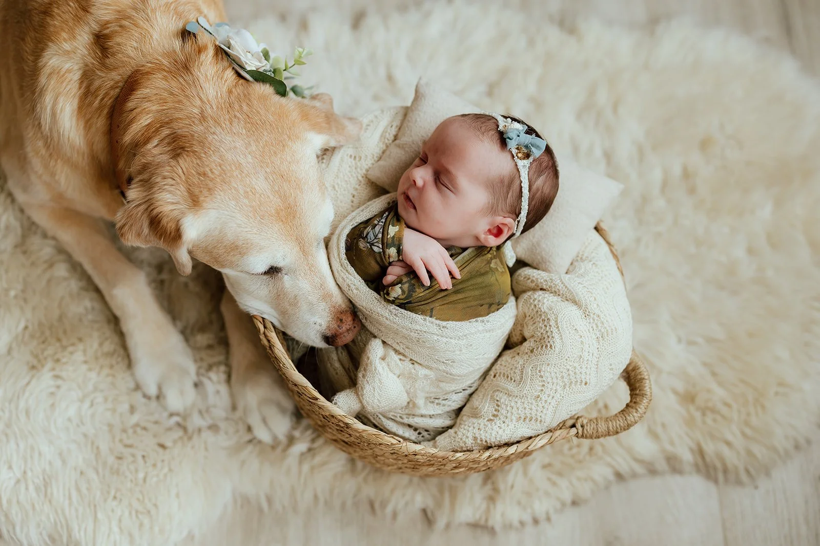 A baby and a dog lying in a basket, with the dog nuzzling close to the baby's face, both on a soft, furry cream-colored surface.