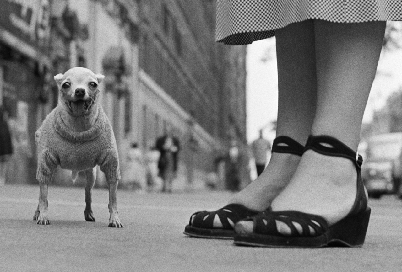 Guided Tour: Focus on Elliott Erwitt 