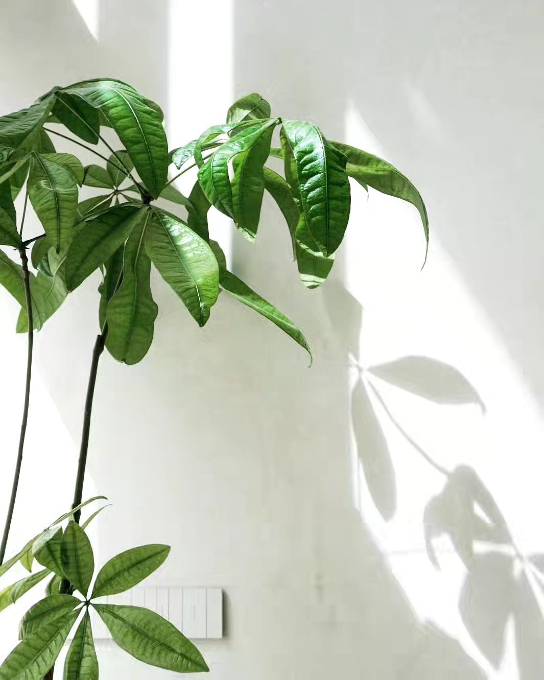🌿 
-
#baobabarquitectura #arquitectura #archidaily #home #green #plants #homedecor