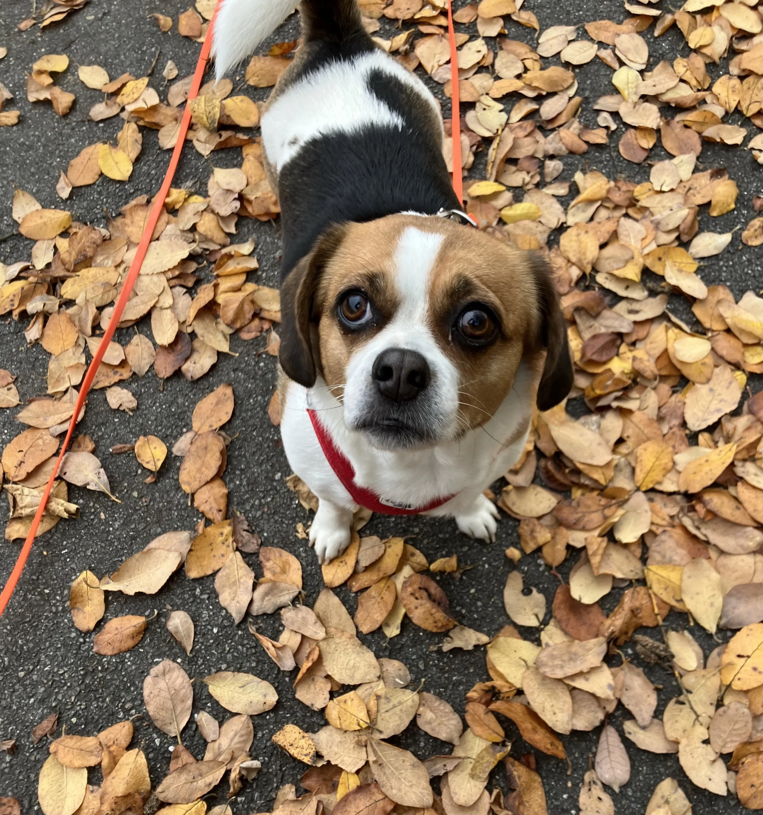 Bella.jpg