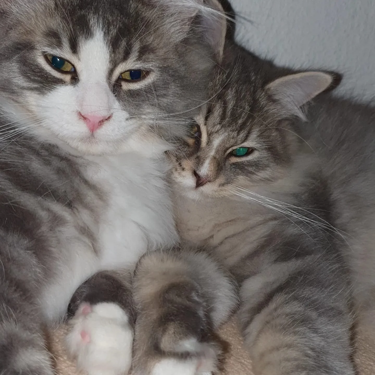 Ares und Apollo.jpg