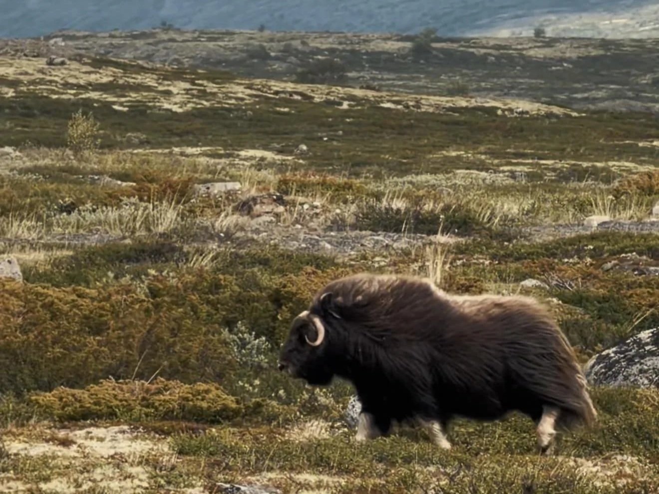 Where Ice Age animals still roam: Musk Ox Safari in Dovrefjell