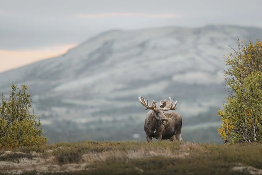 Wildlife Photography weekend in dovrefjell
