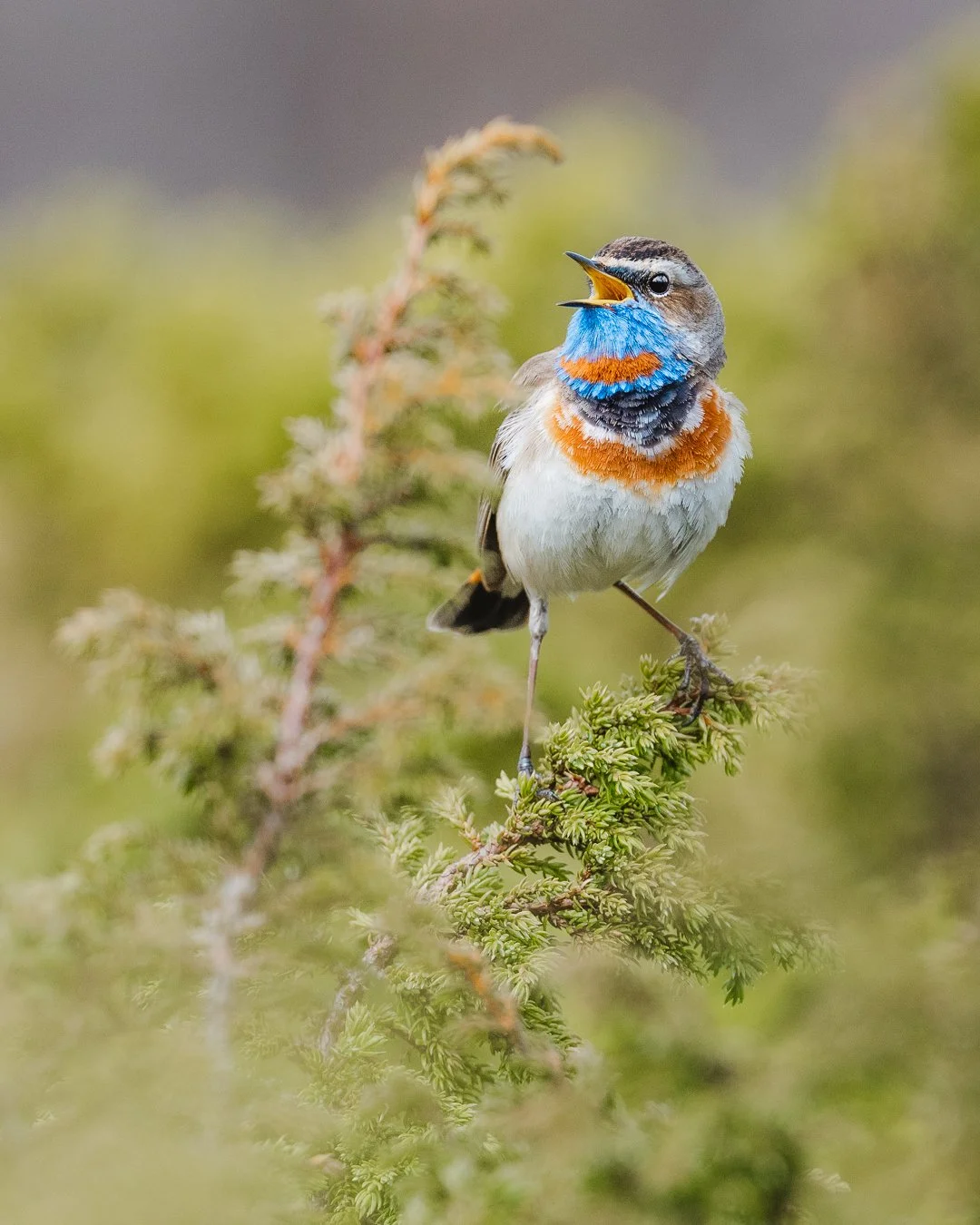 Bluethroat singing on a branch in Dovrefjell National Park, Norway – wildlife photography by Lina Kayser