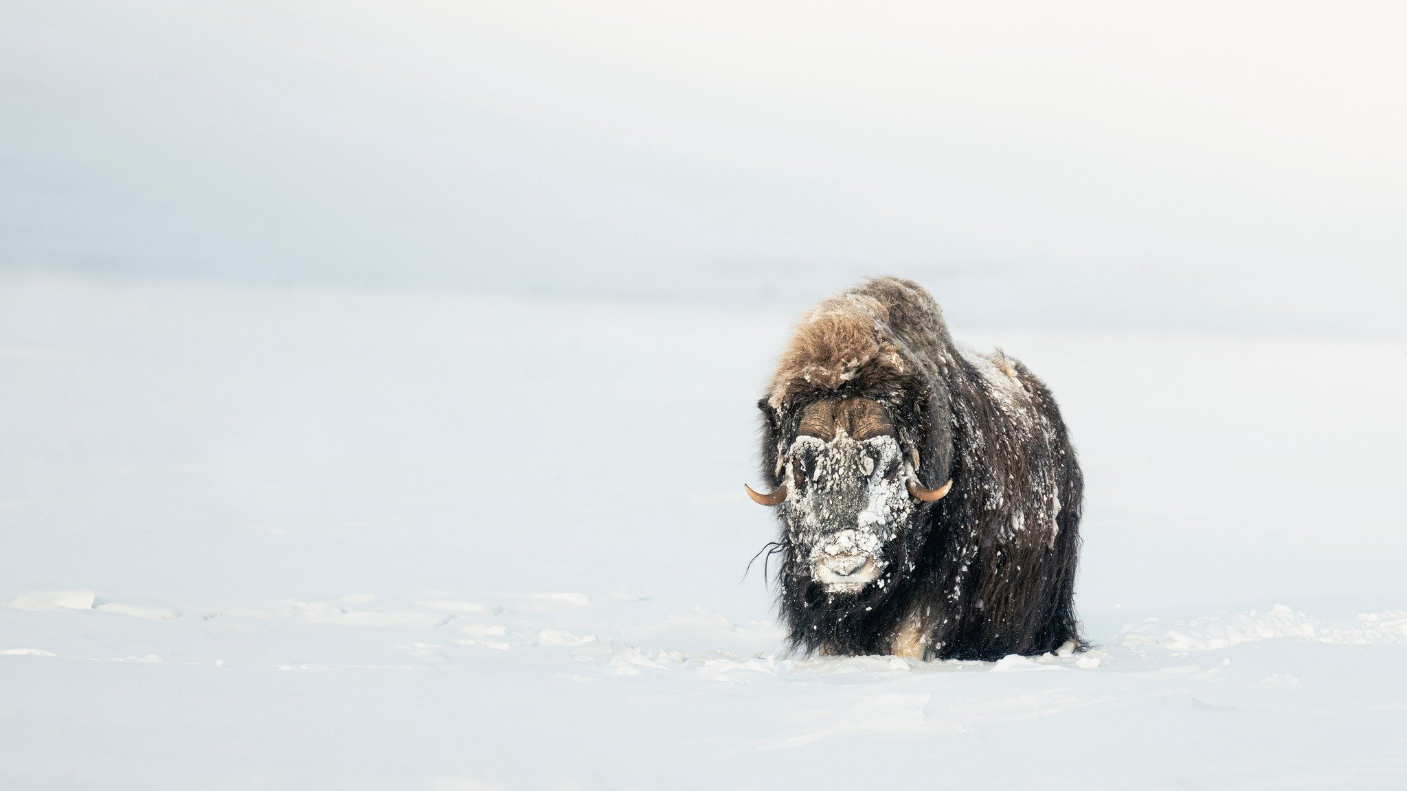 Wild musk ox in deep snow during winter, Dovrefjell National Park Norway – winter musk ox safari from Dovrefjell Lodge