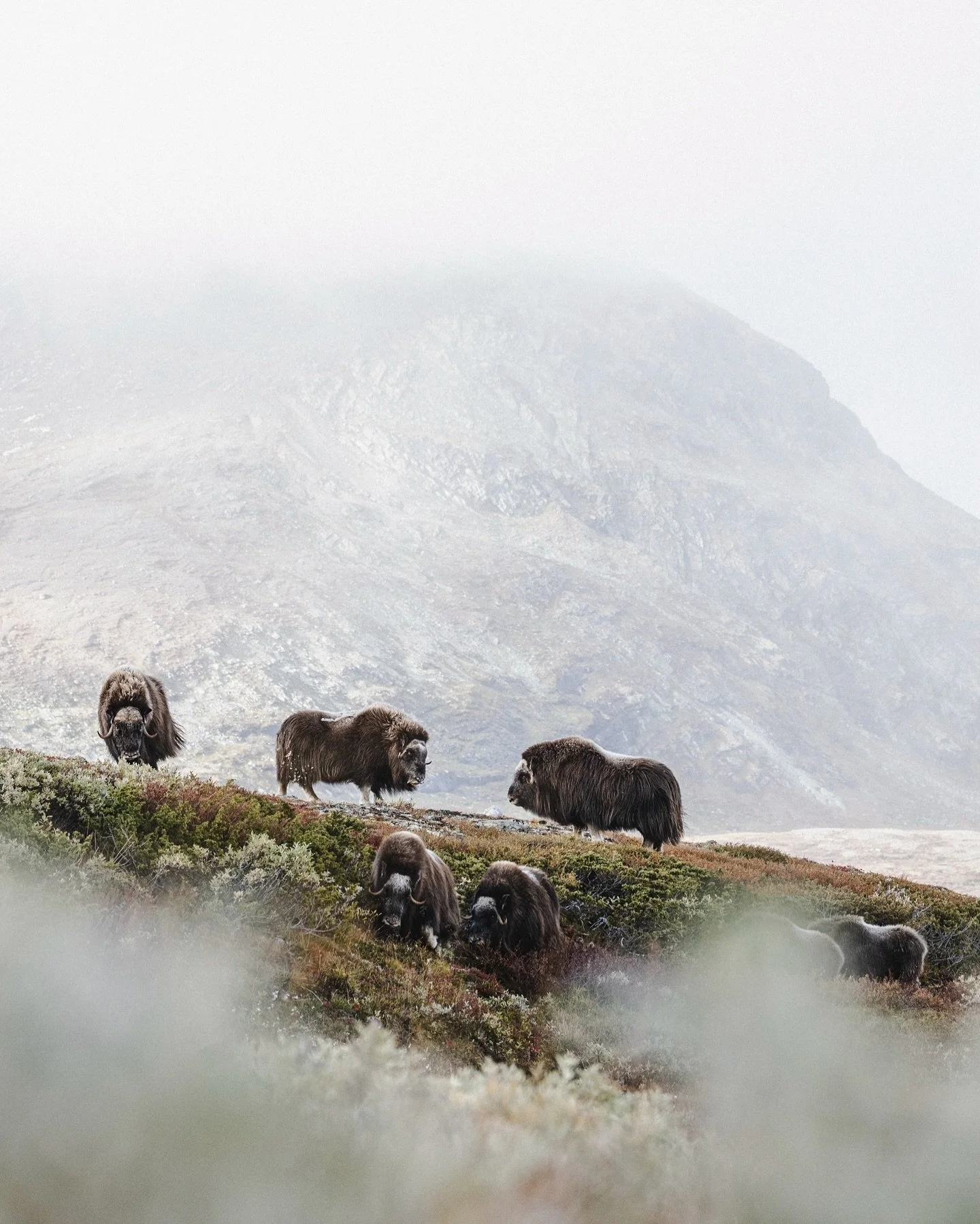 11:18Claude responded: Wild musk ox herd on a mountain ridge in Dovrefjell National Park, Norway – group musk ox safari from Dovrefjell LodgeWild musk ox herd on a mountain ridge in Dovrefjell National Park, Norway – group musk ox safari from Dovrefj