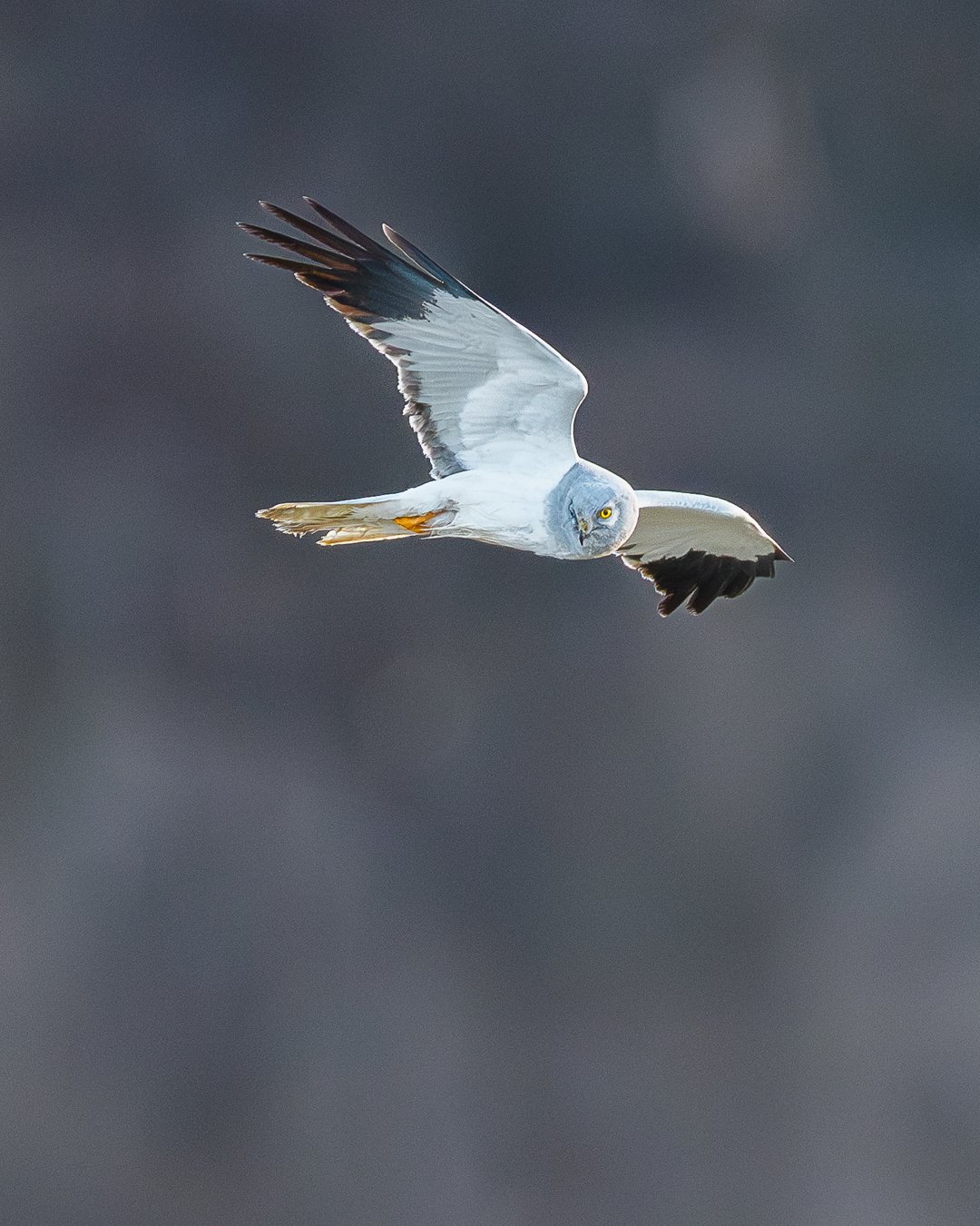 Hen harrier in flight over Dovrefjell National Park, Norway – wildlife photography by Lina Kayser