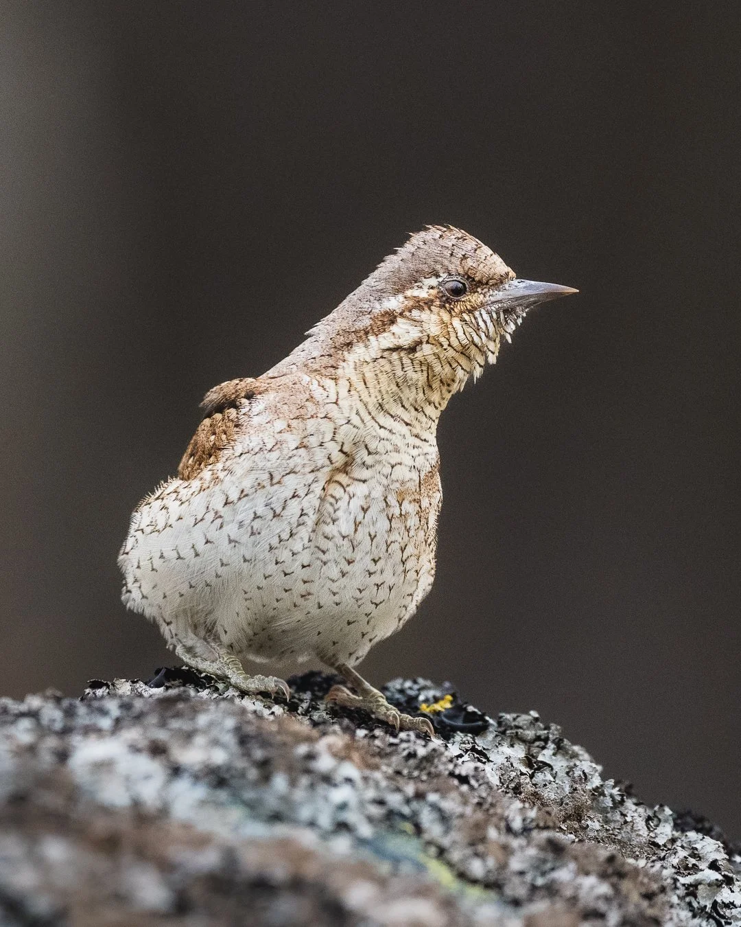 Wren perched on a rock in Norwegian mountains – wildlife photography by Lina Kayser