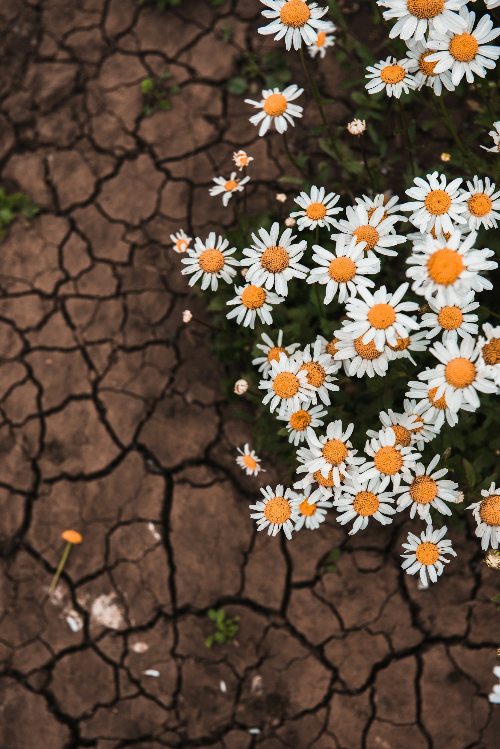 White daisies growing beside dry, cracked soil