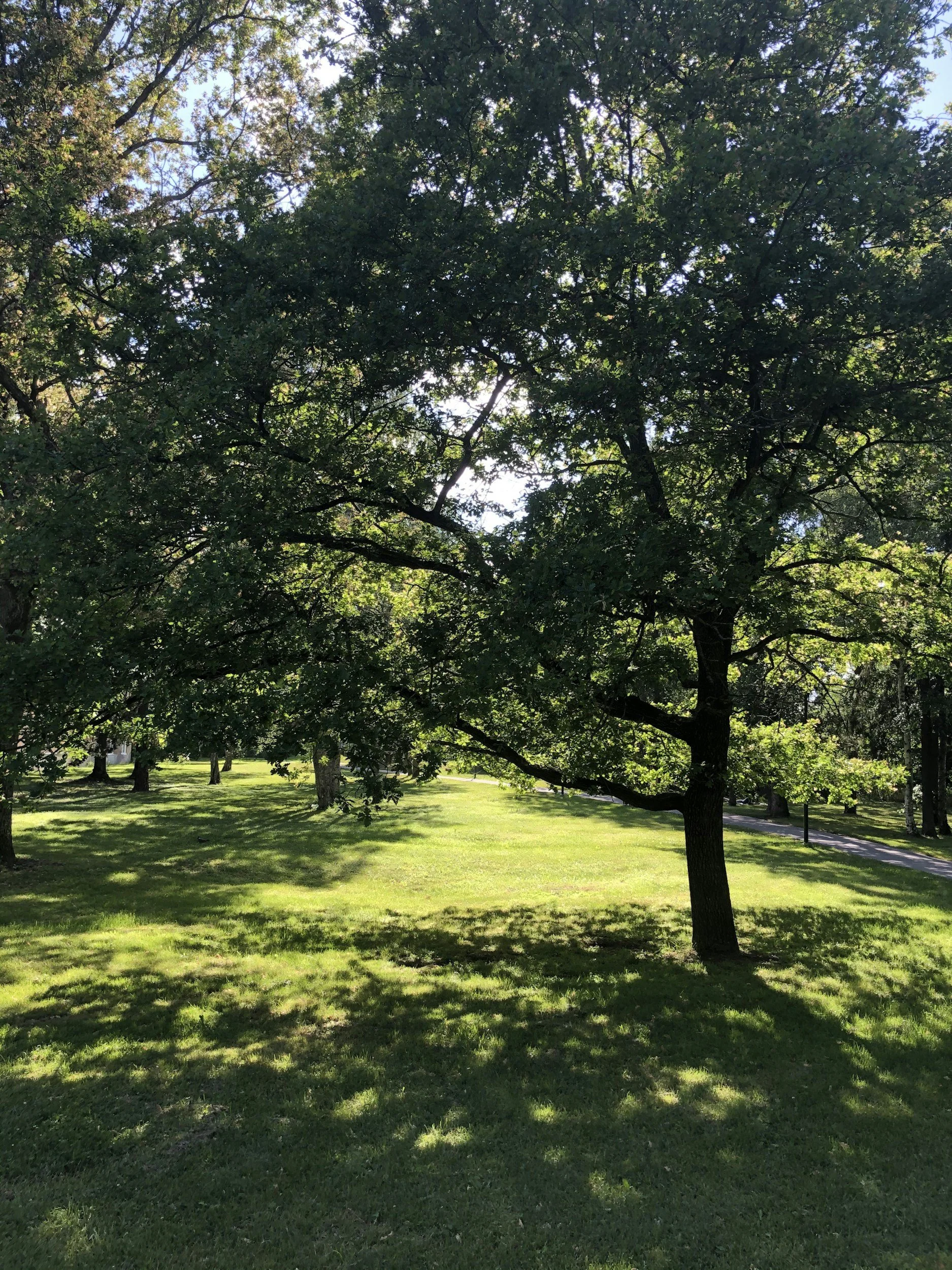 Mature trees casting shade across a lawn