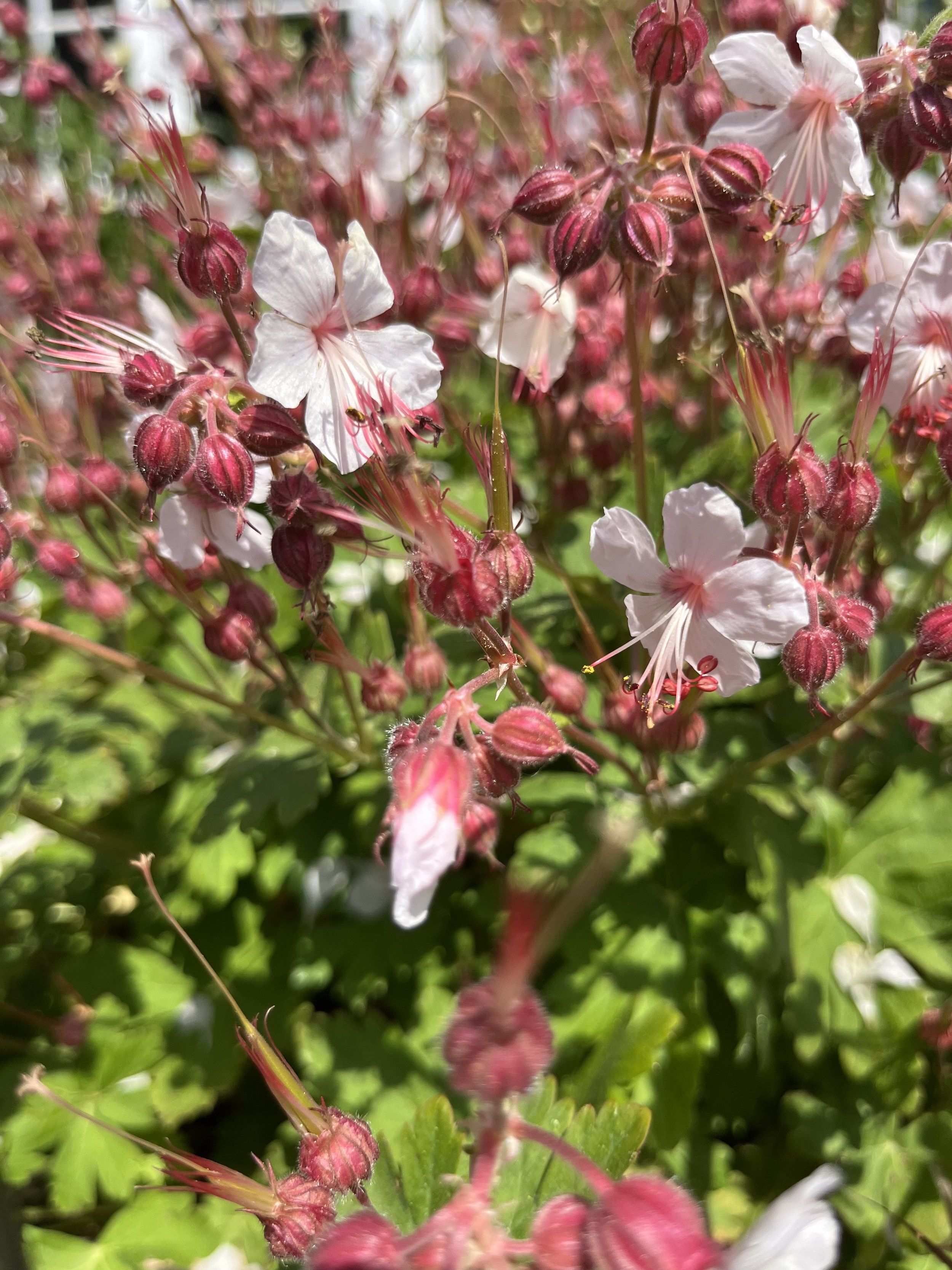 IMG_8080.jpeg