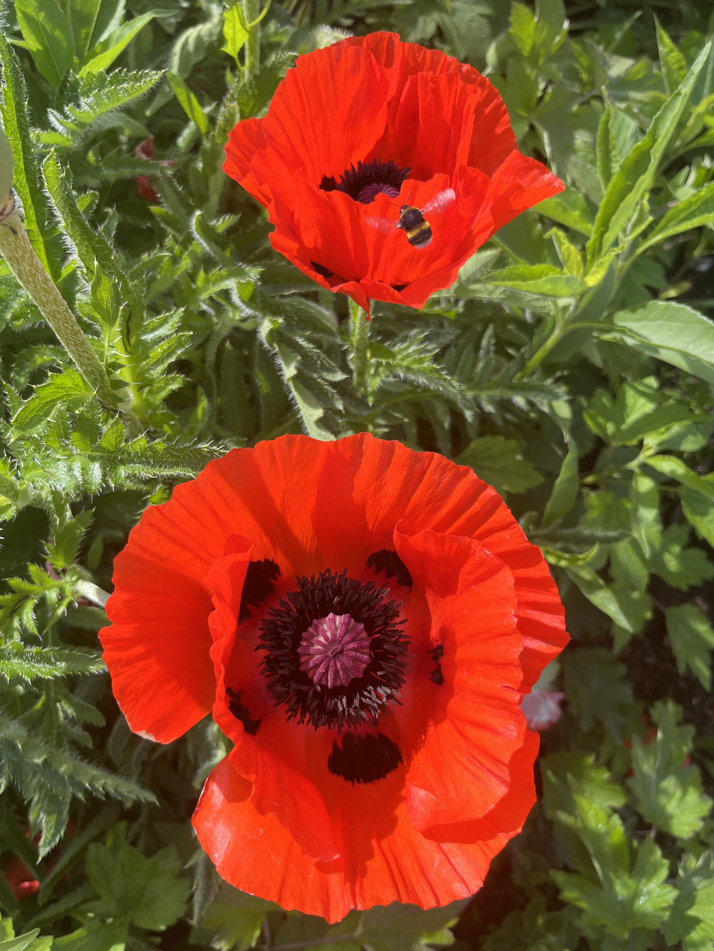 IMG_3090.jpeg