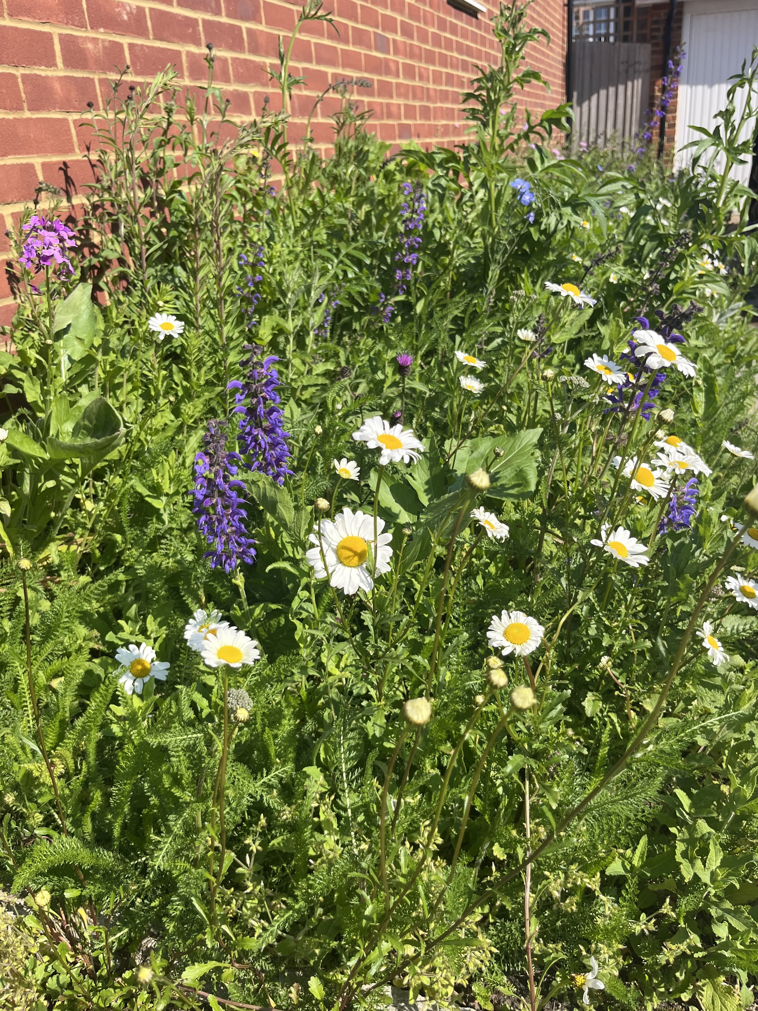 IMG_8069.jpeg