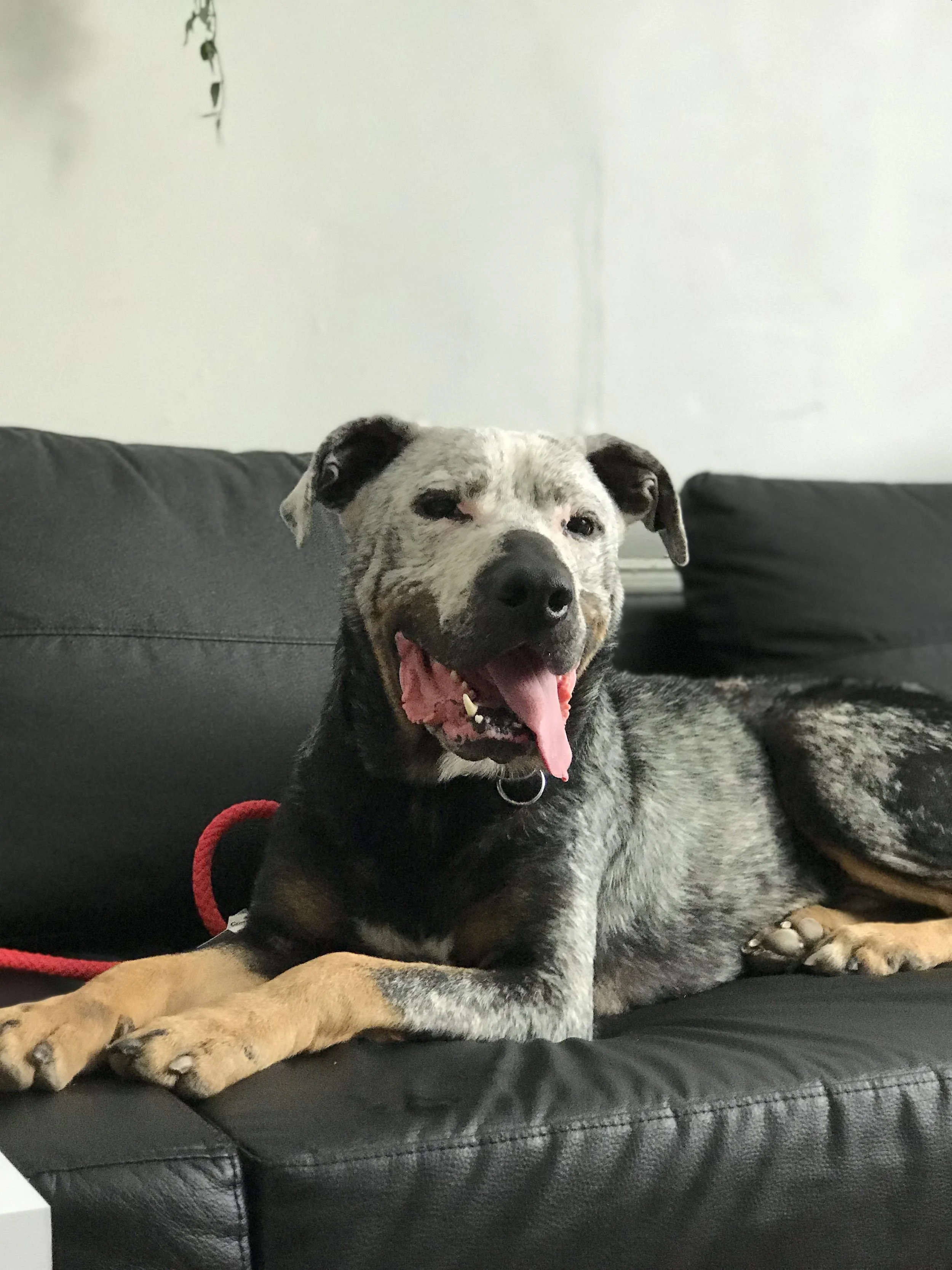 The Last Foster For a While