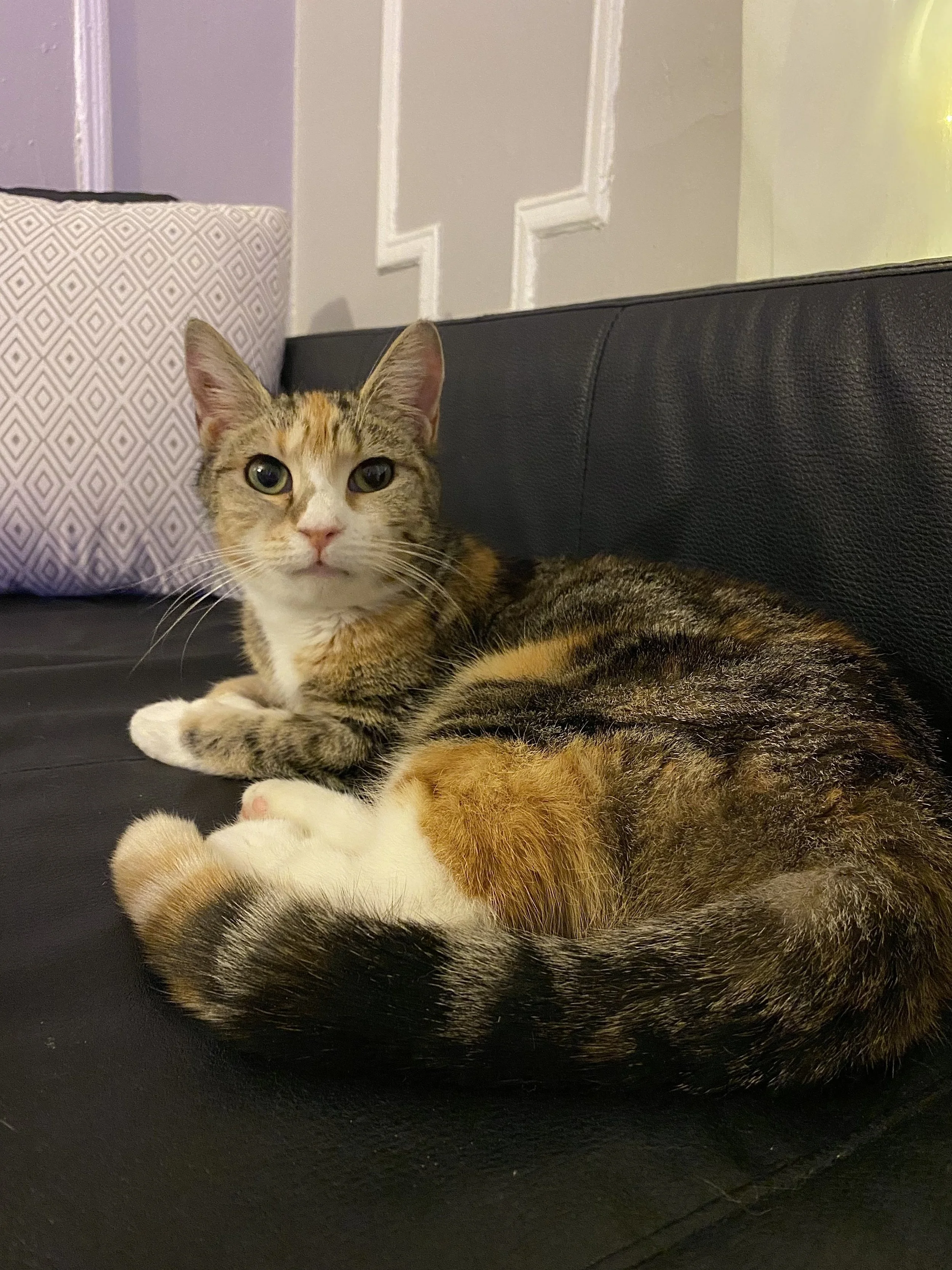 First Foster Cat in NYC