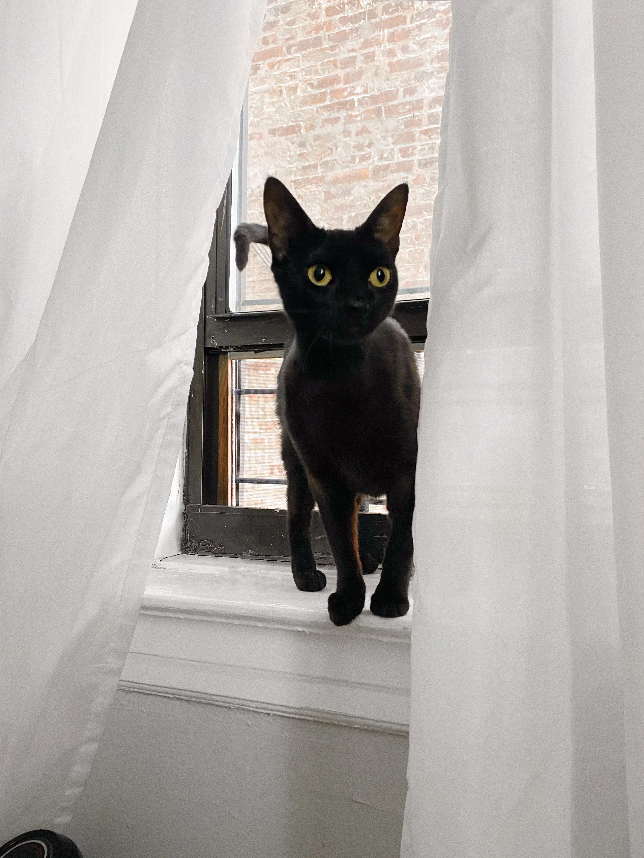 A Feline Foster Fail