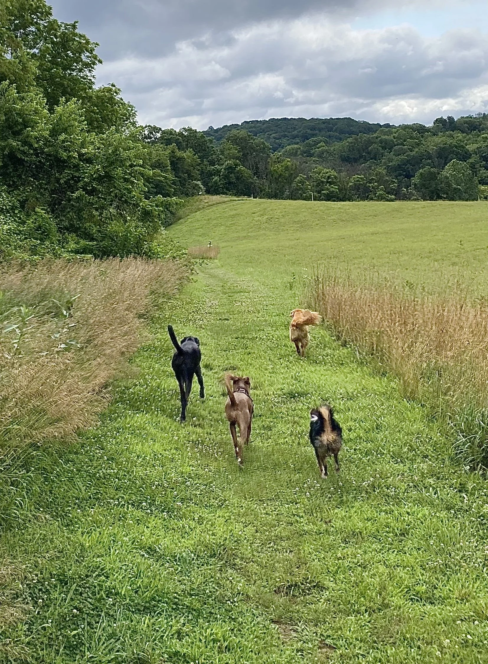  House Sit in Pennsylvania 