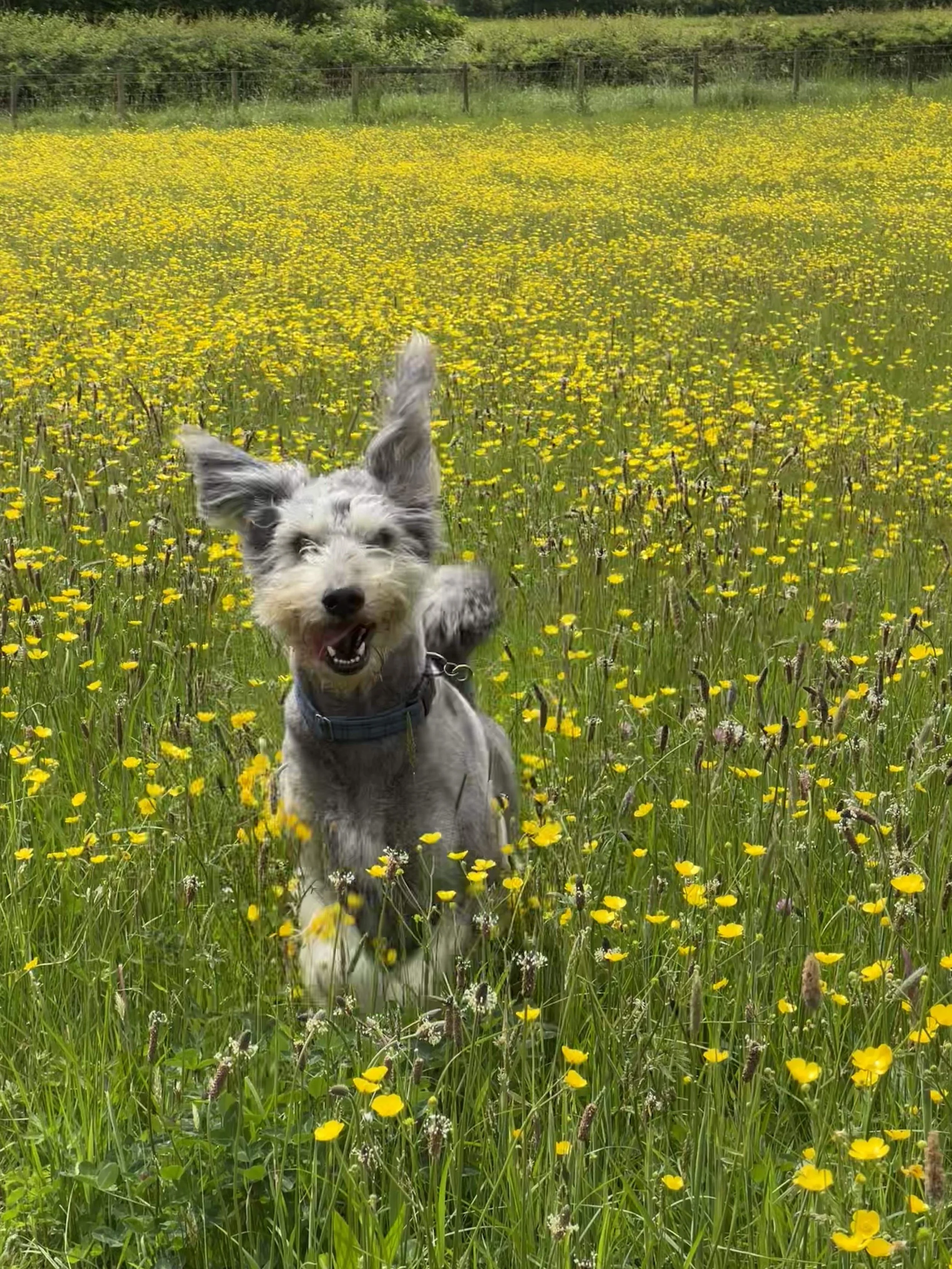4 Dogs &amp; 2 Mini Horses