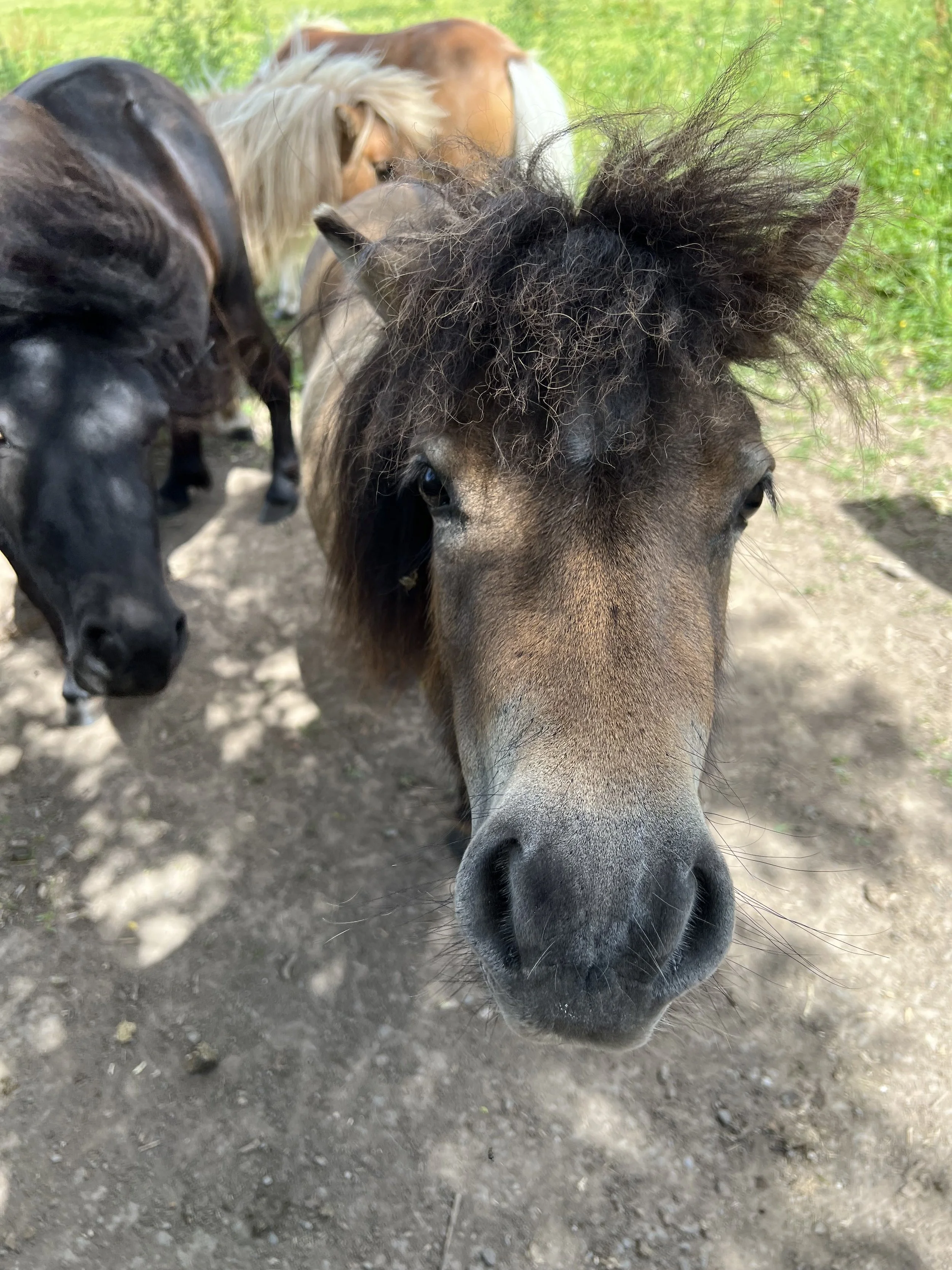 Back in Cheshire With 3 More Ponies
