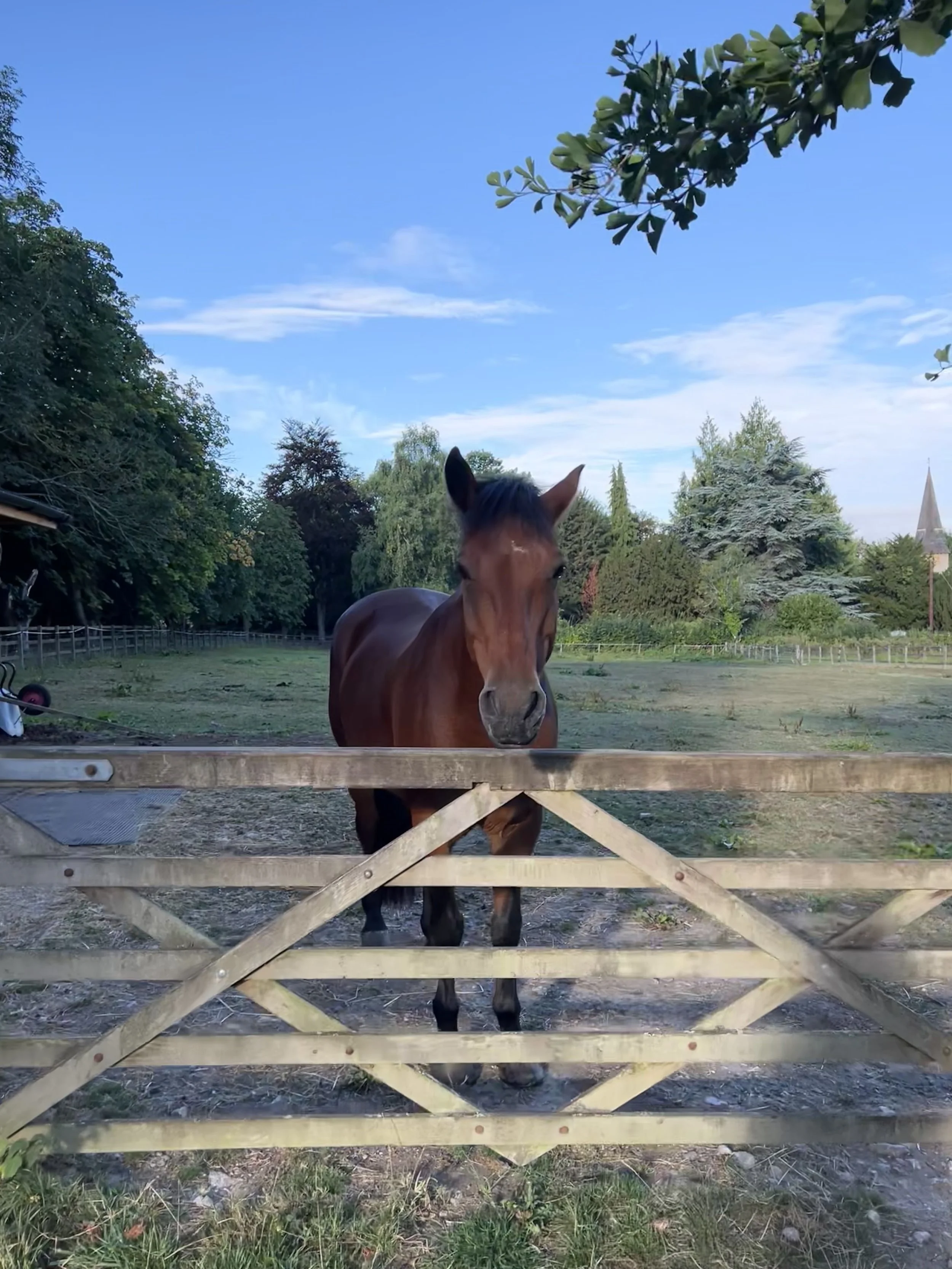 Cookie, Rolo, Ottie &amp; Digby