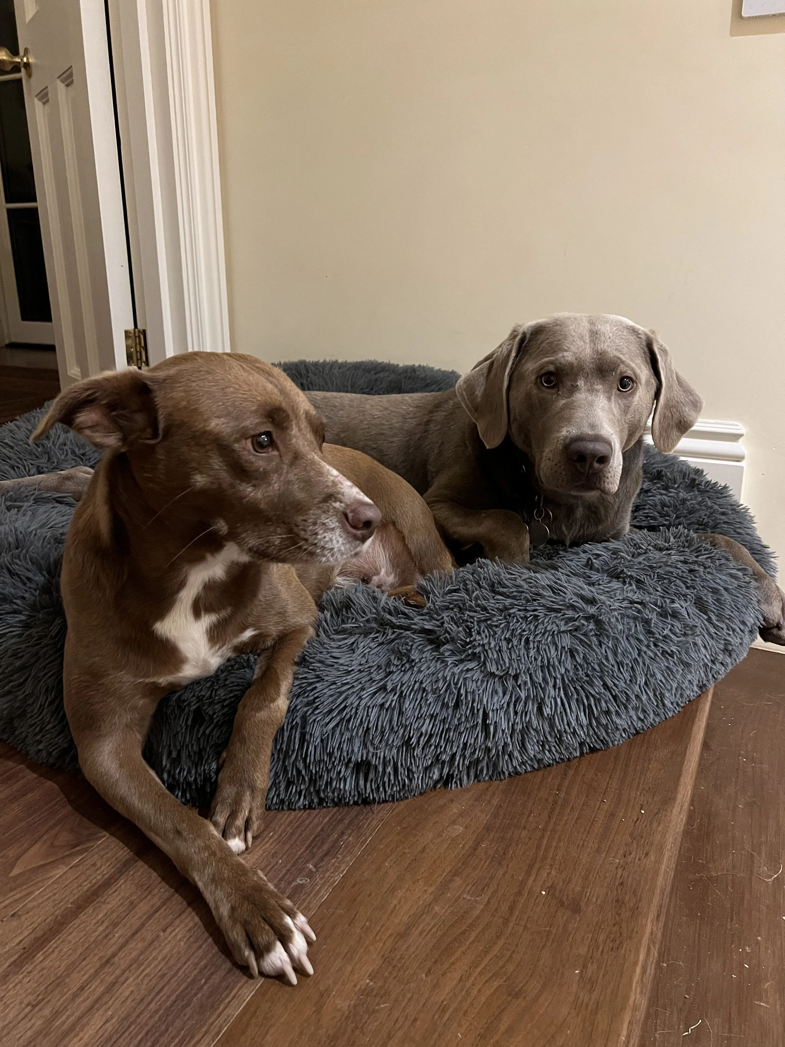 In Surrey Again with Otis