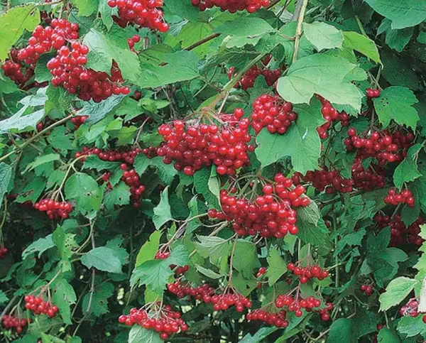 Highbush Cranberry