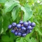 silky dogwood berries.jpeg