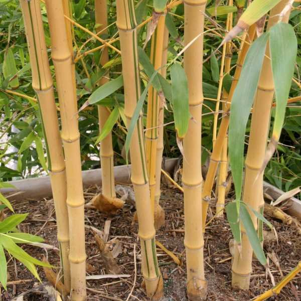 Bamboo