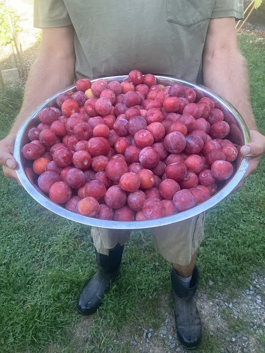 Hybrid Plum