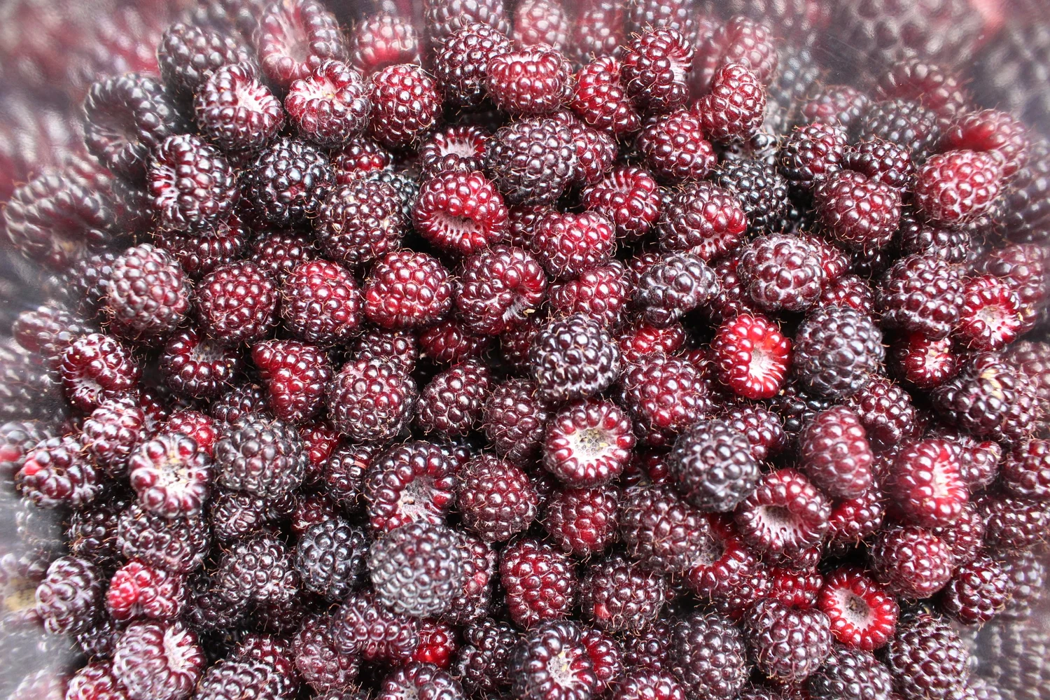 Black Raspberry Fruit