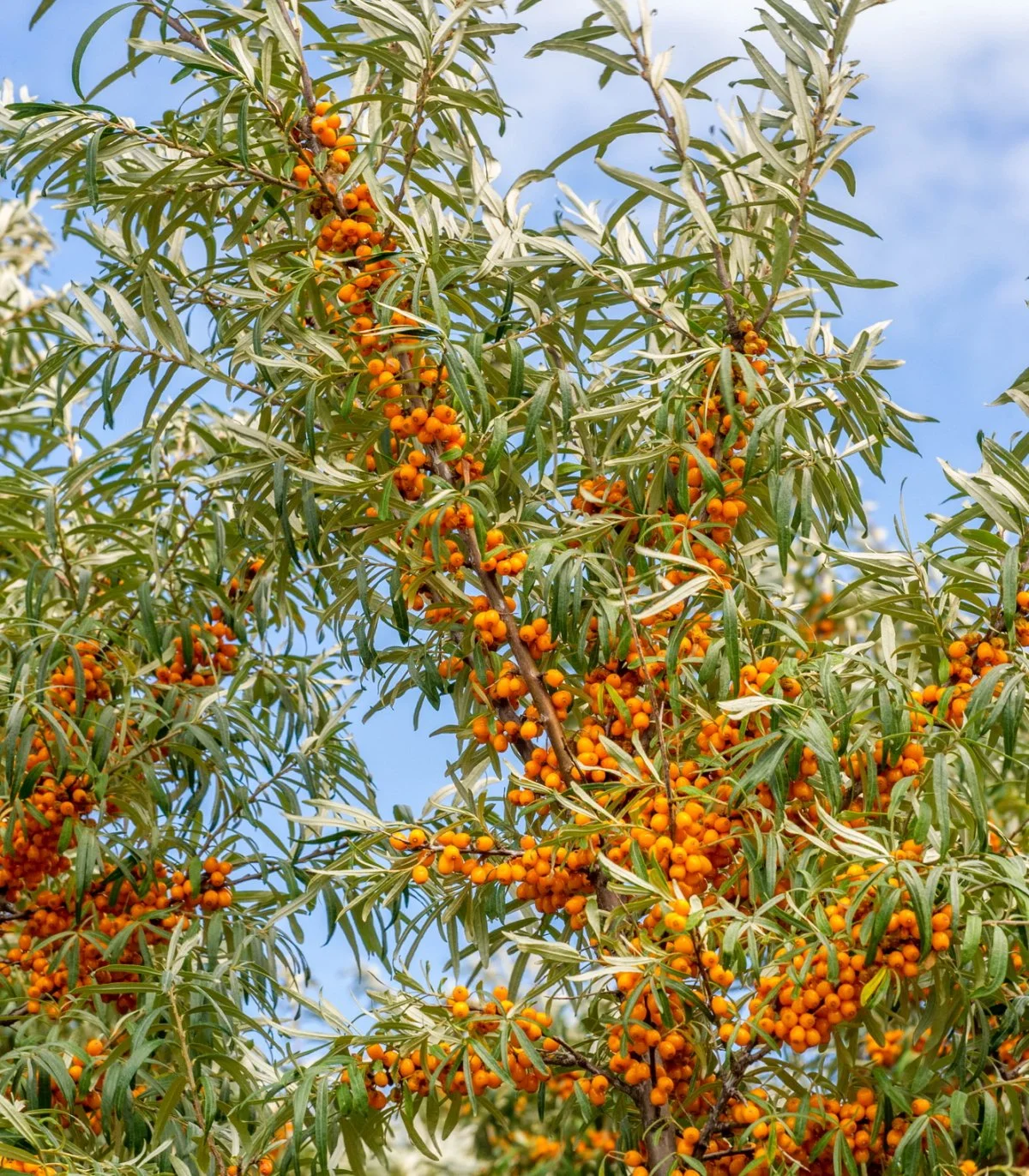 sea-buckthorn.jpg